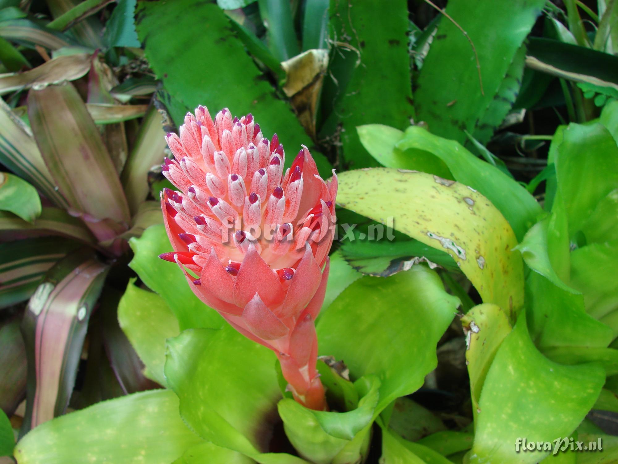 Billbergia pyramidalis