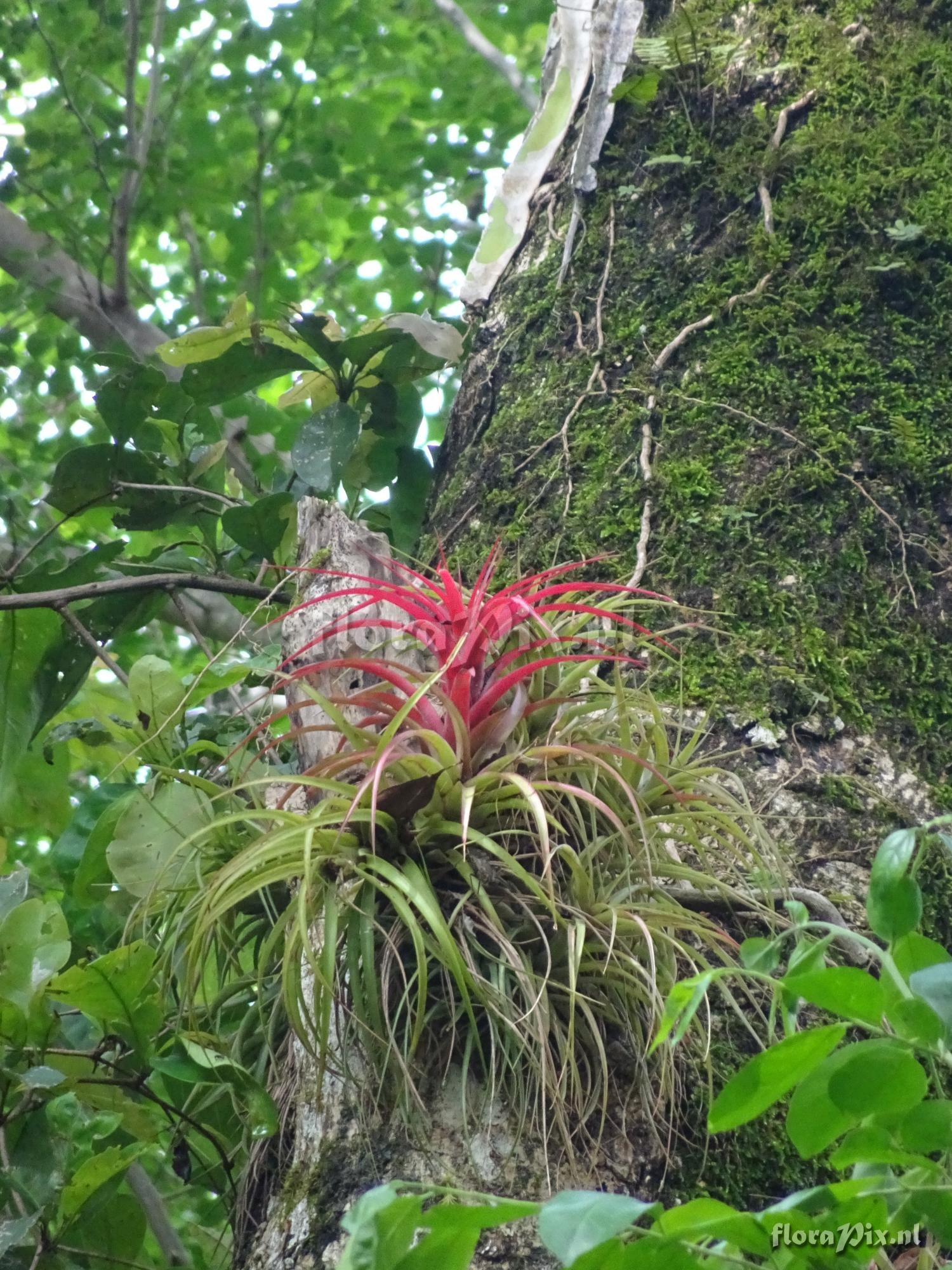 Tillandsia brachicaulos