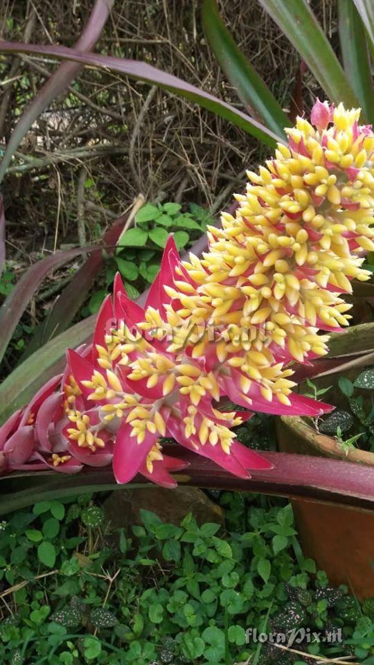 Aechmea hybrid