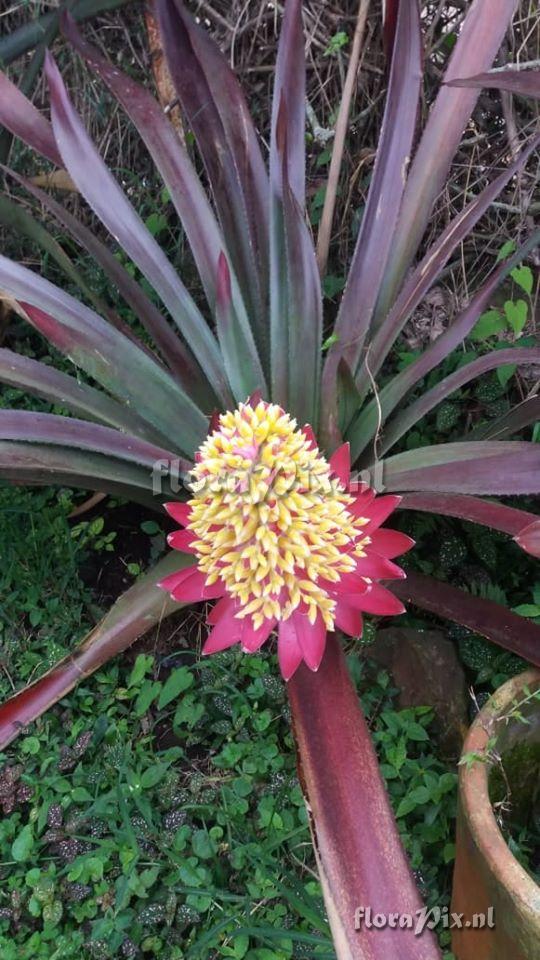 Aechmea hybrid