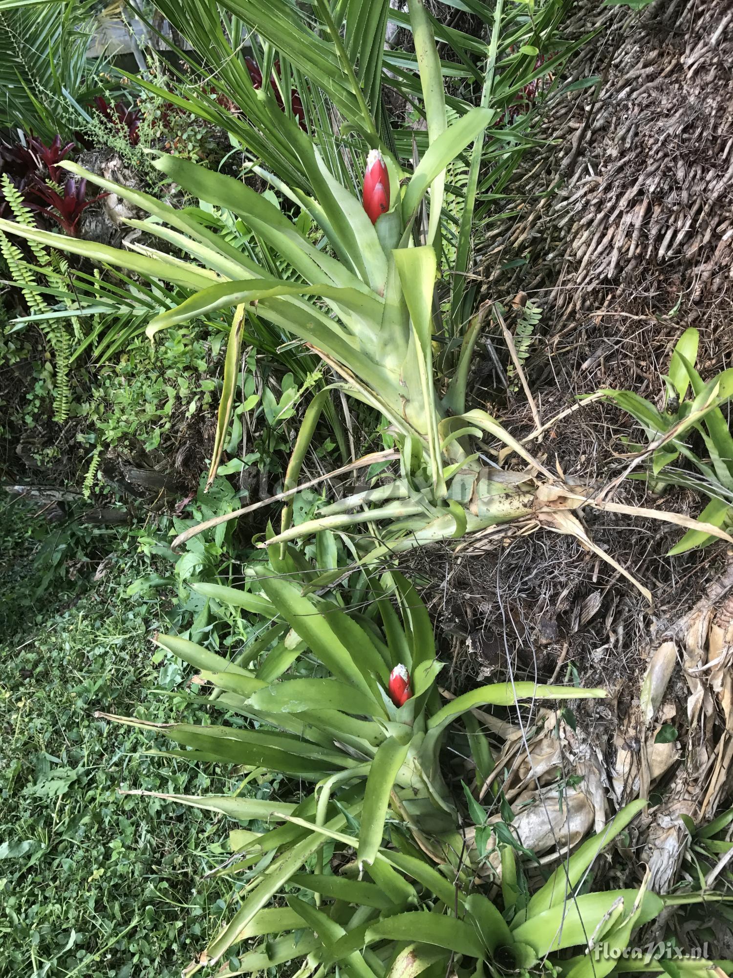 Aechmea alba