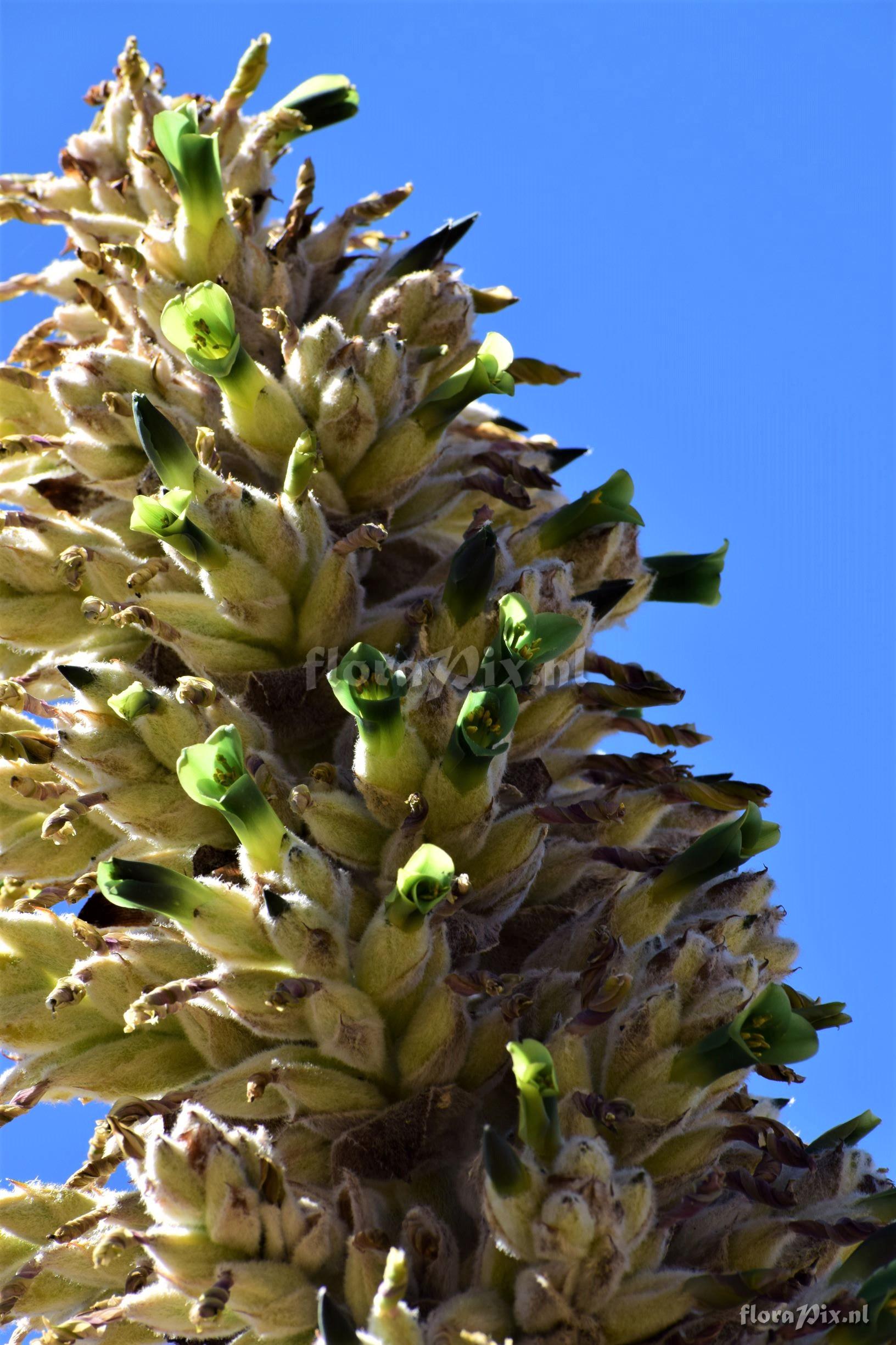 Puya mollis