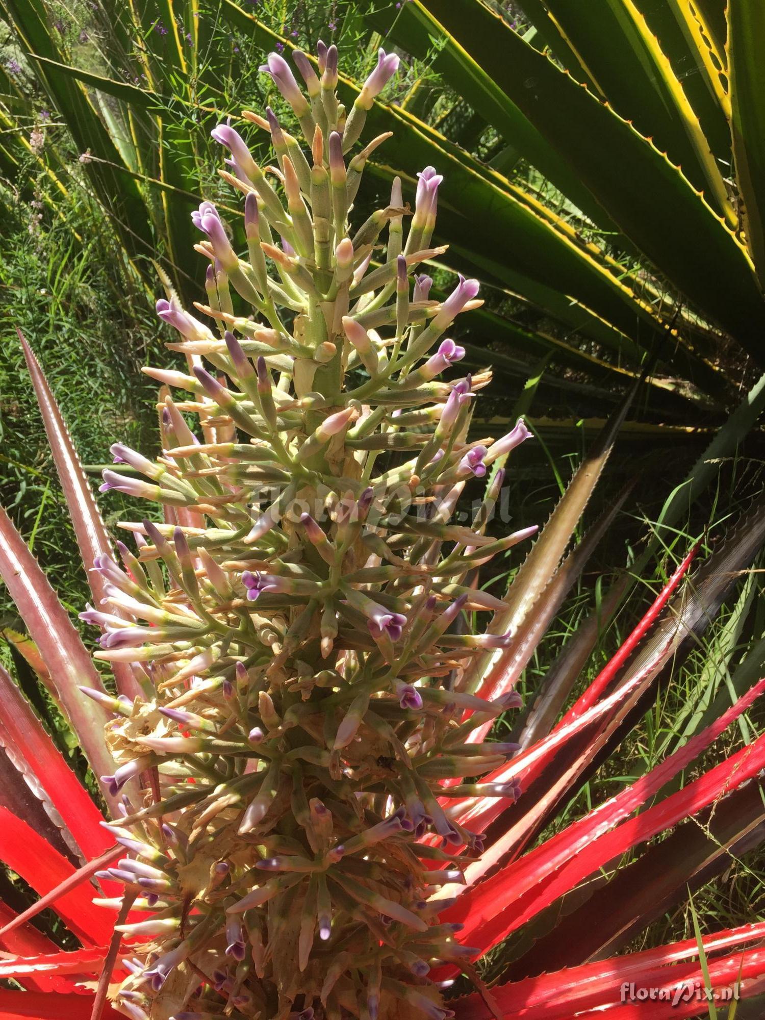 Bromelia binotii