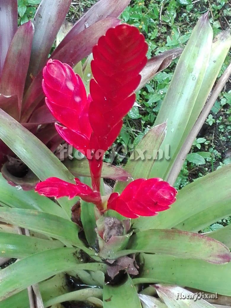 Vriesea sp
