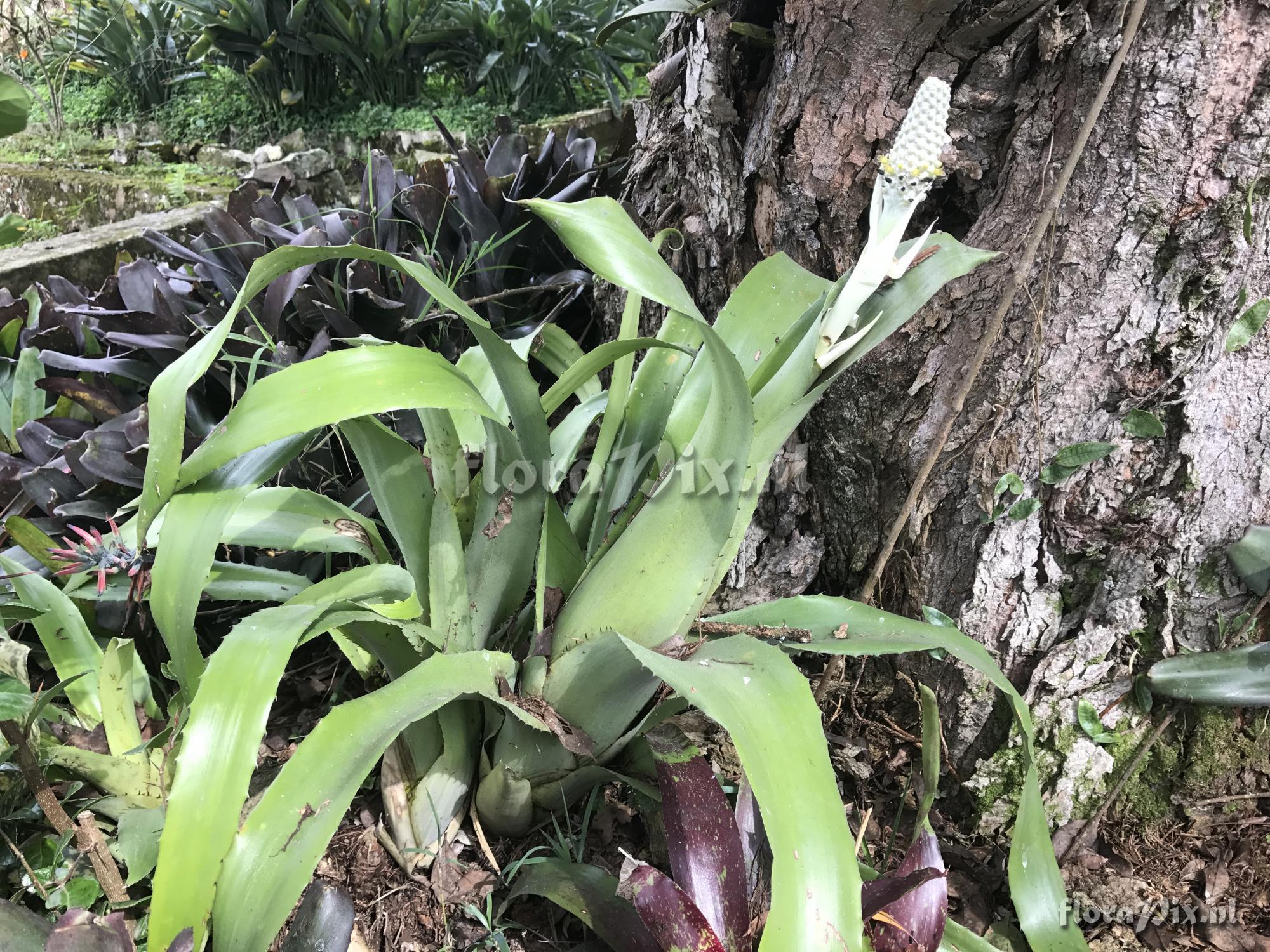 Aechmea bromeliifolia var Albobracteata