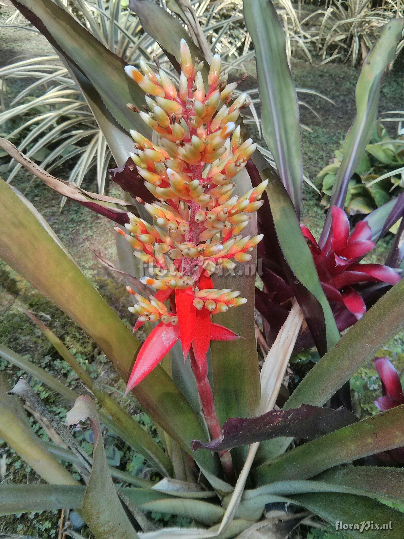 Aechmea penduliflora