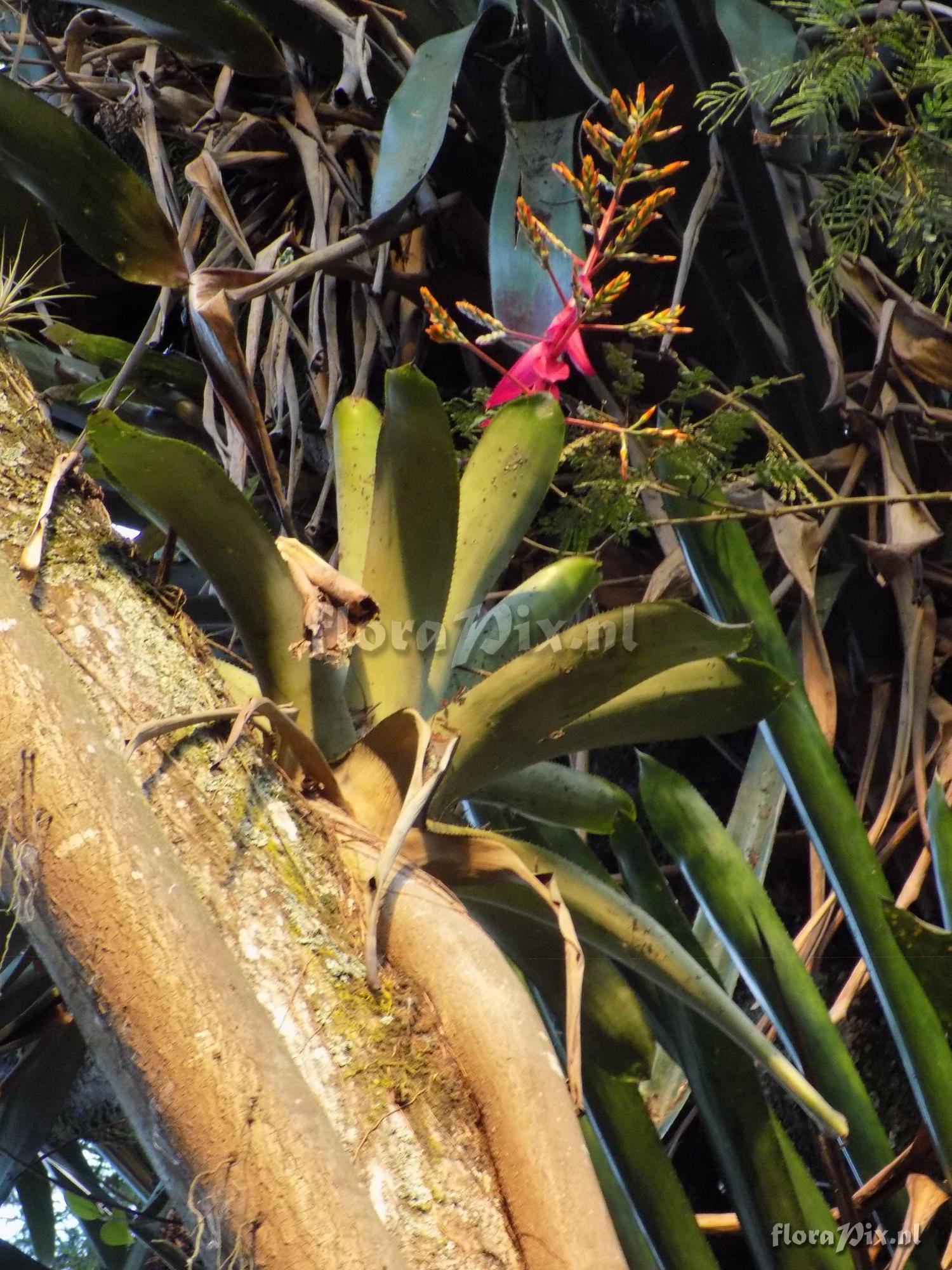 Aechmea nallyi