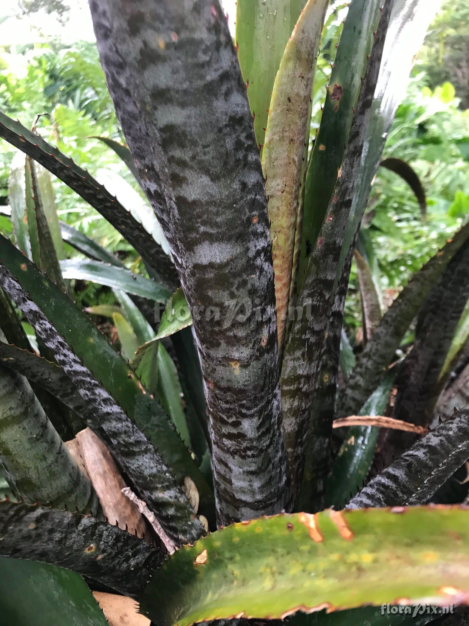 Aechmea maculata