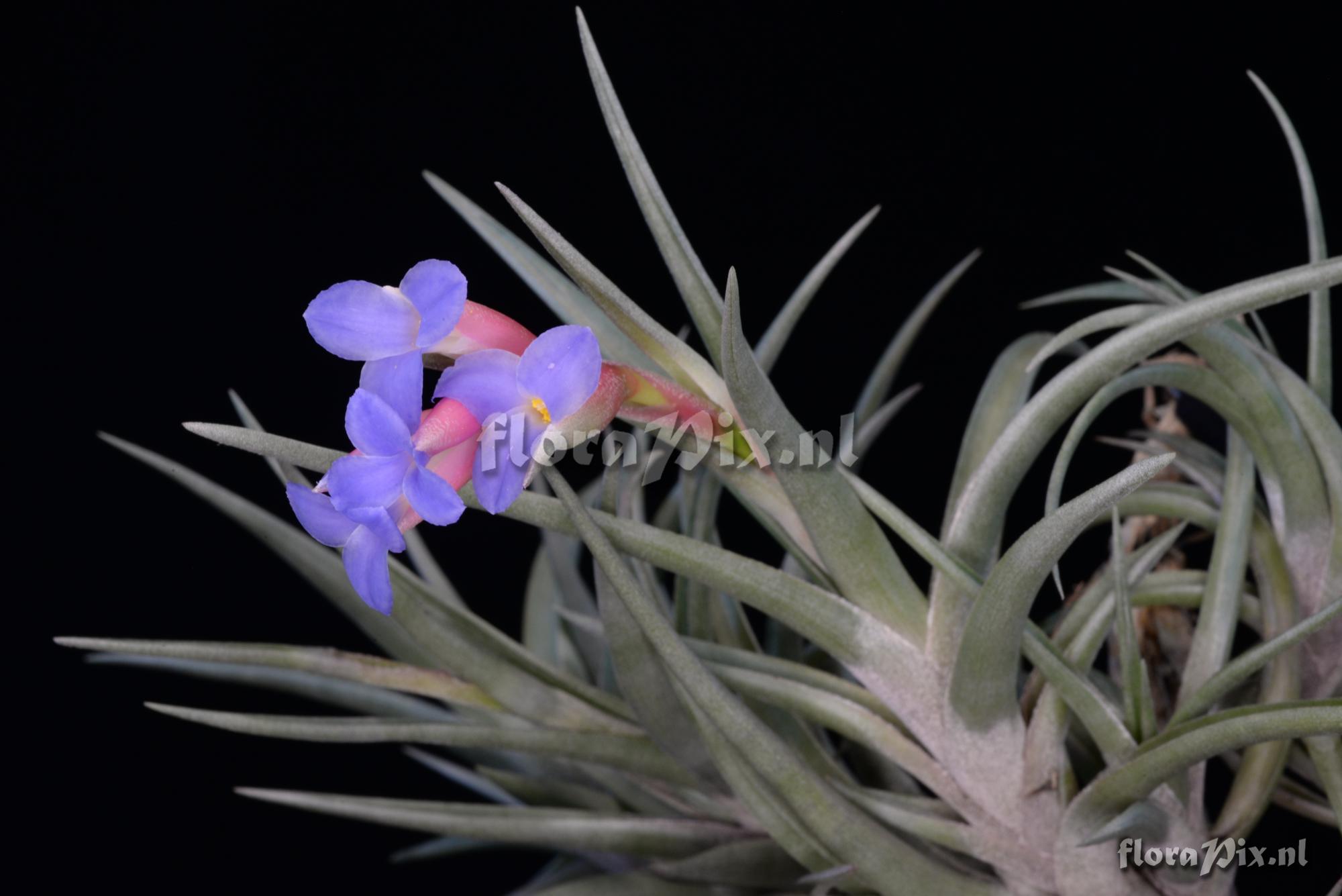 Tillandsia jonesii