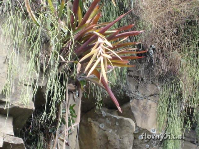 Tillandsia gloriae 