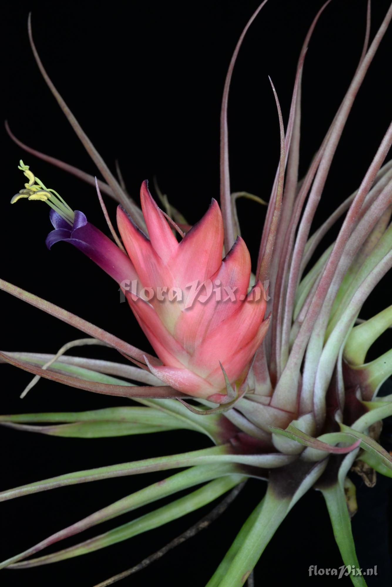 Tillandsia kegeliana