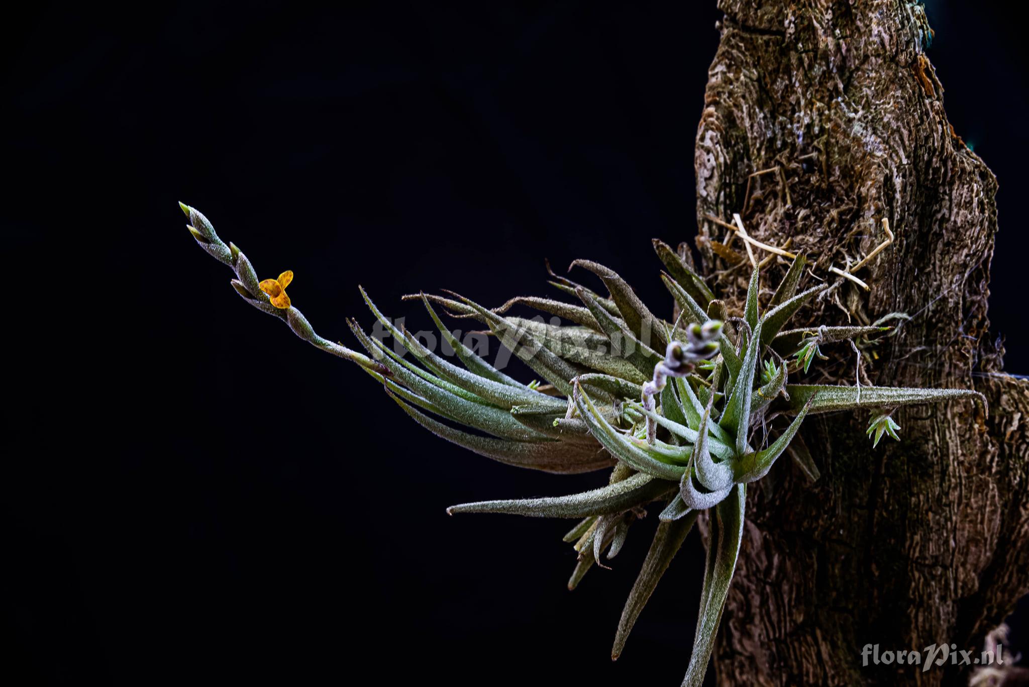 Tillandsia copynii