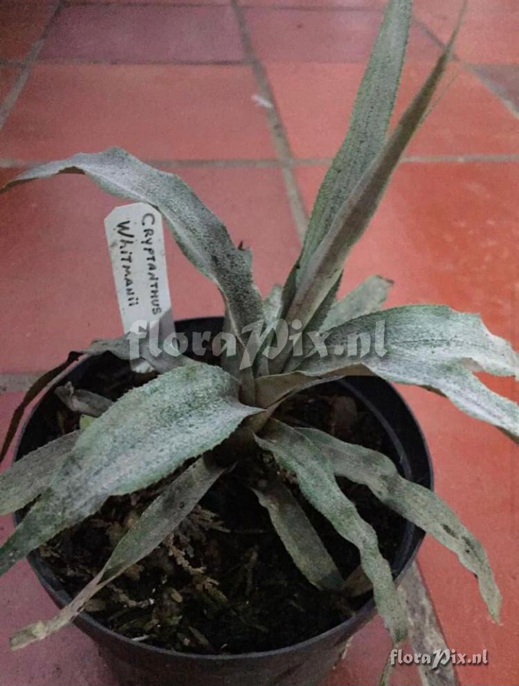 Cryptanthus whitmanii