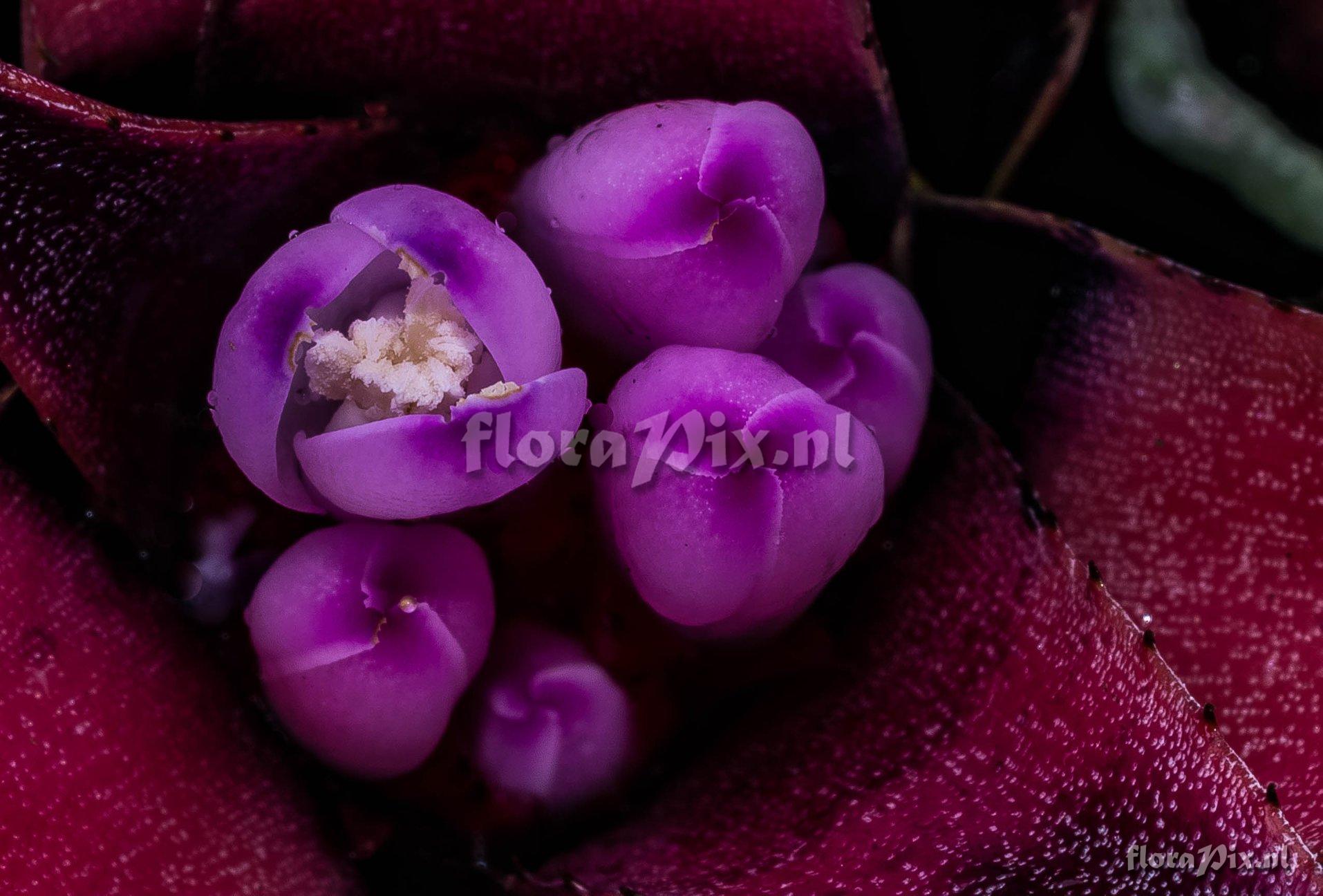 Aechmea recurvata var. benrathii