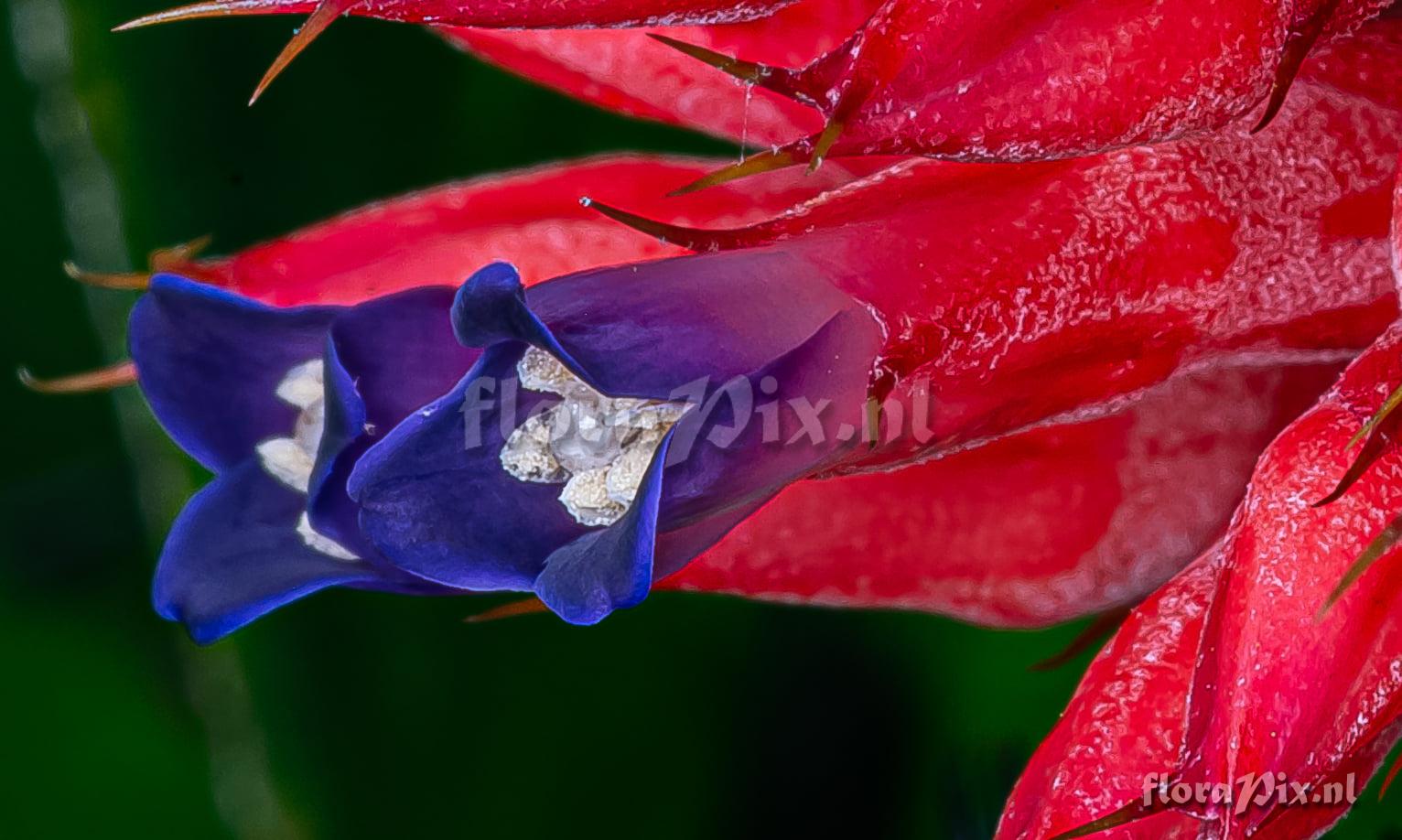 Aechmea phanerophlebia