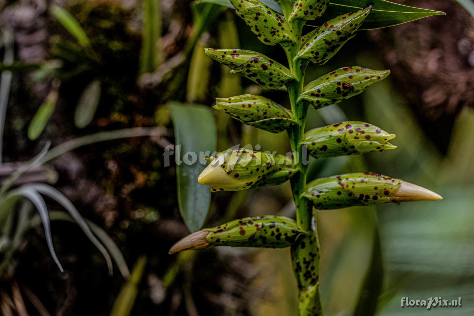 Vriesea fenestralis