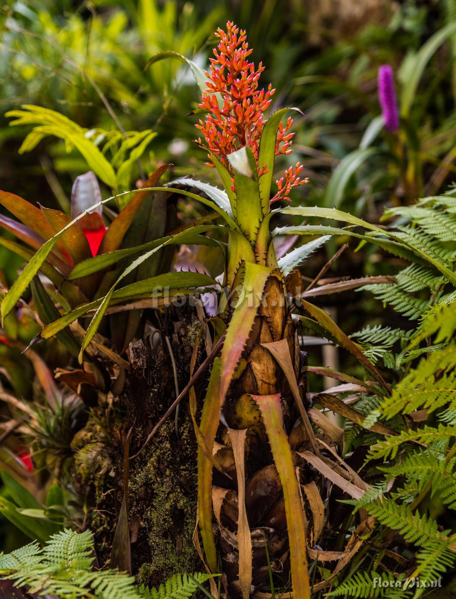 Aechmea egleriana