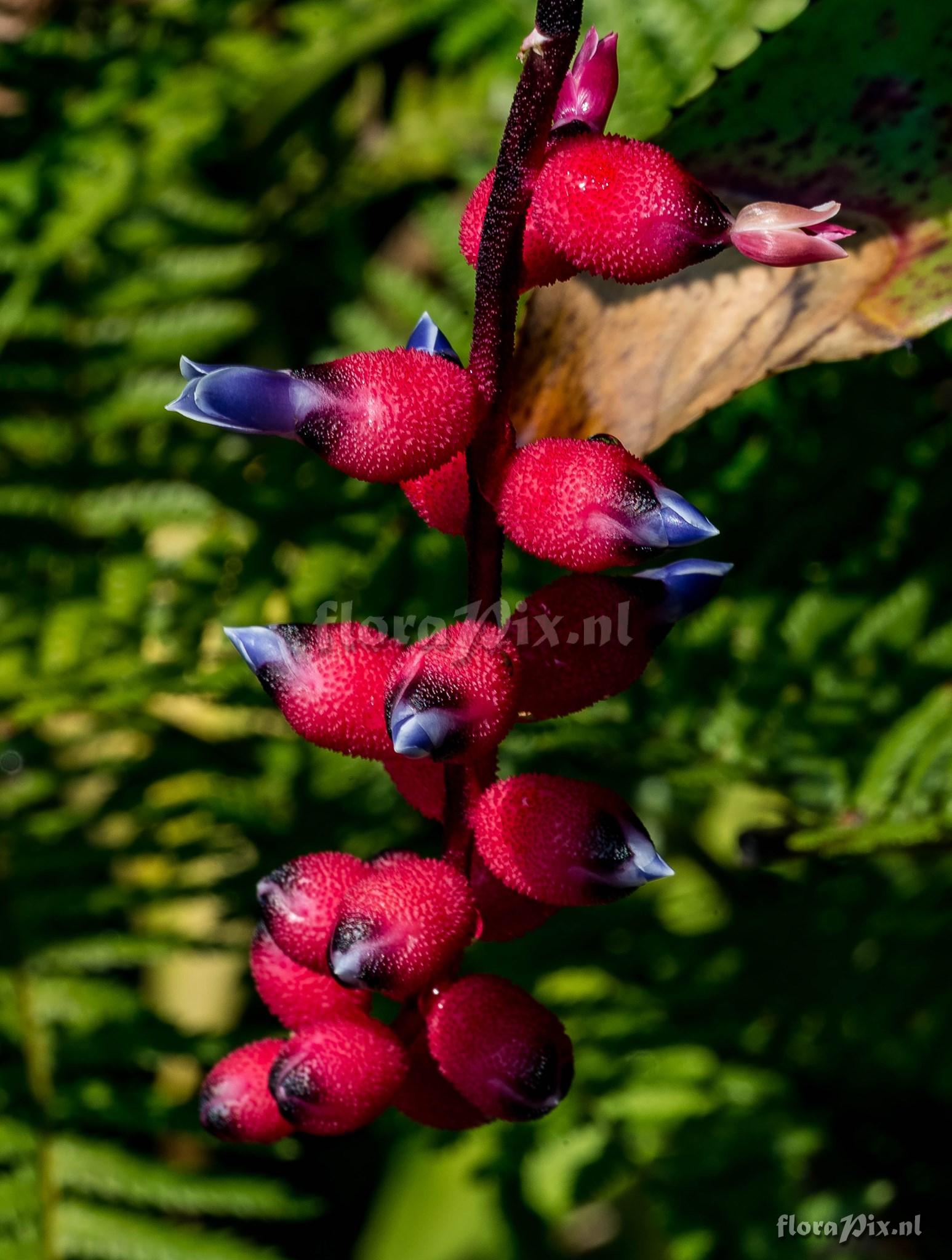 Aechmea warasii