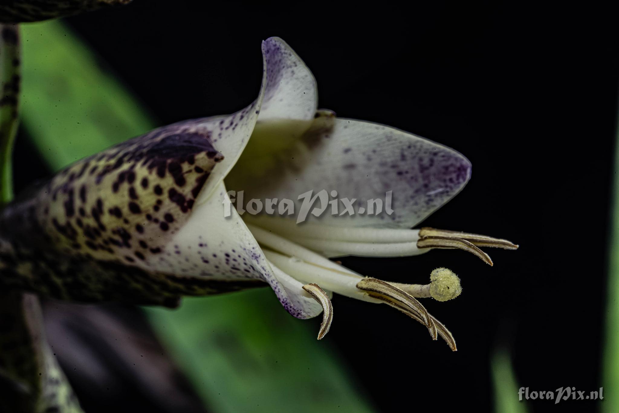 Vriesea grandiflora