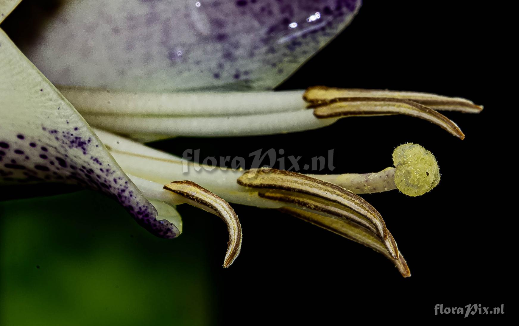Vriesea grandiflora