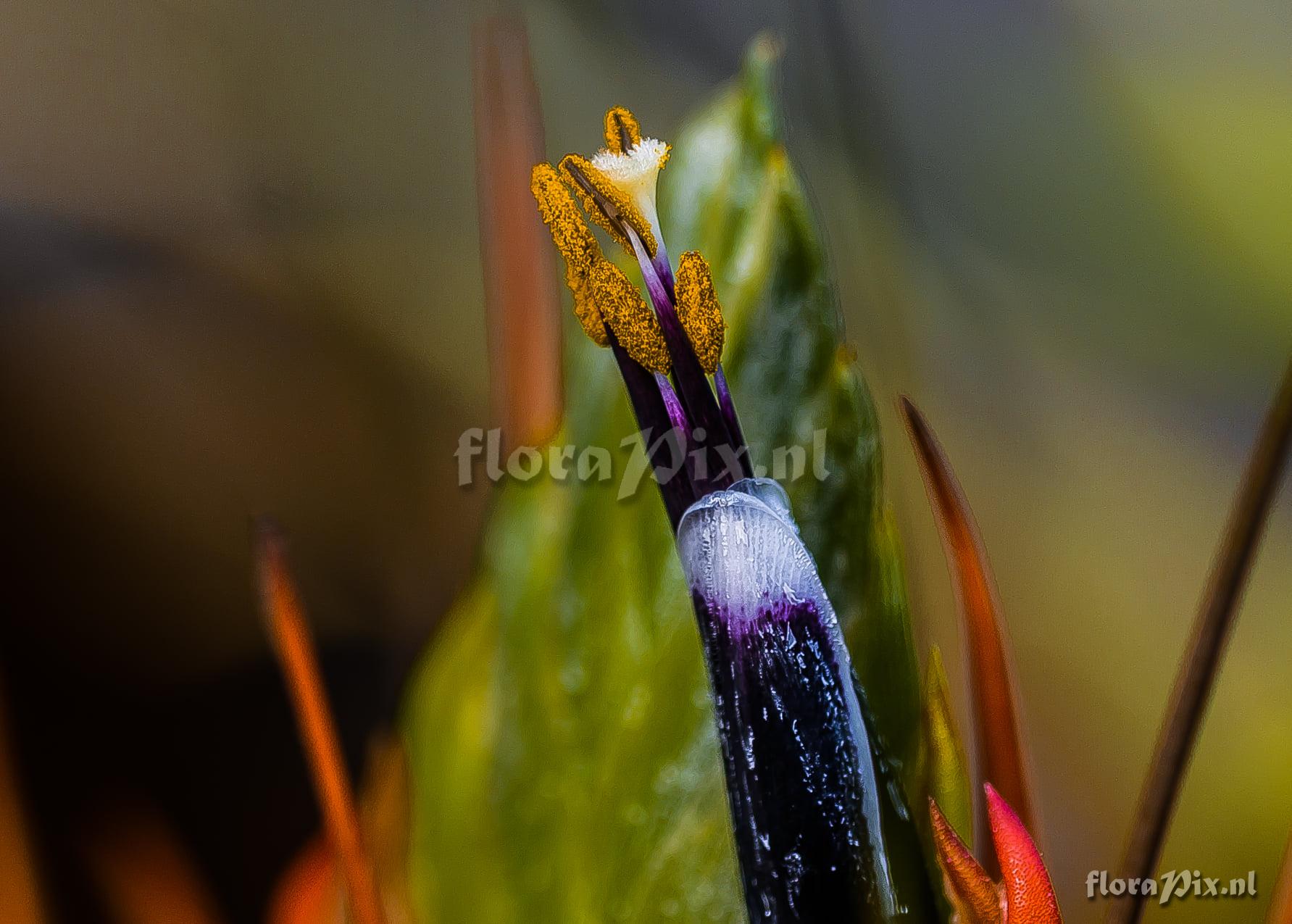 Tillandsia punctulata