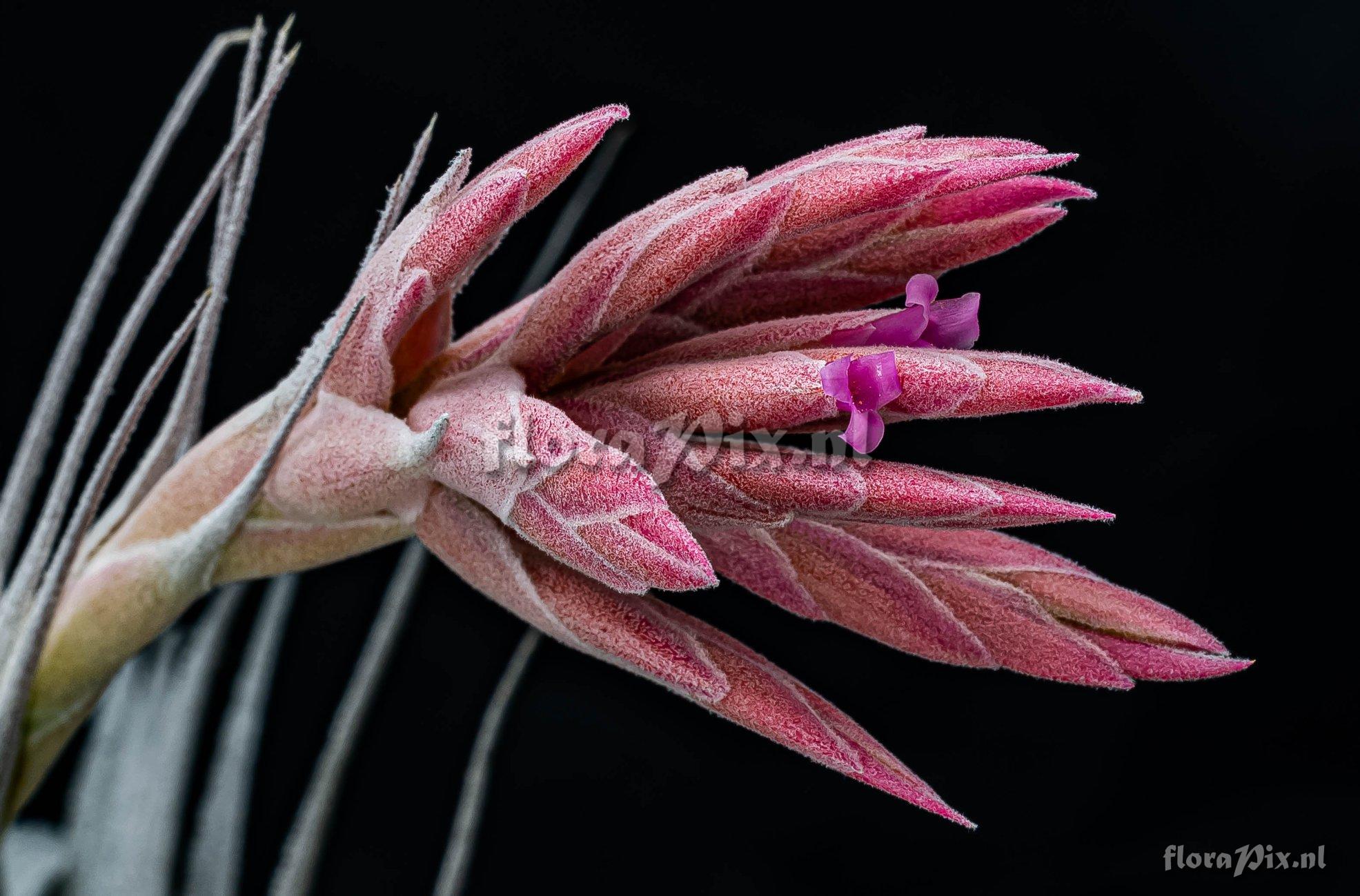 Tillandsia gardneri var. rupicola