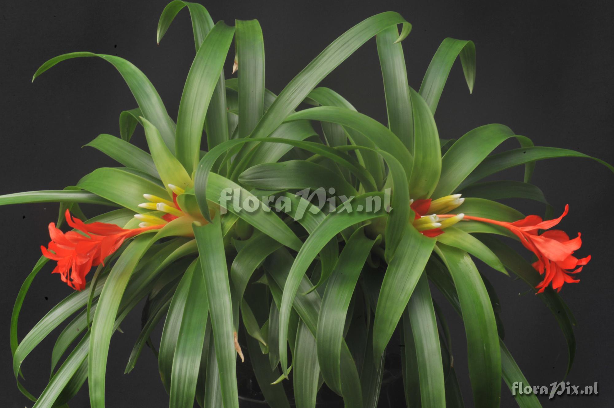 Guzmania sanguinea var. comosa