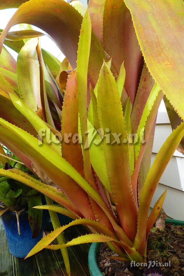 Aechmea gigantea