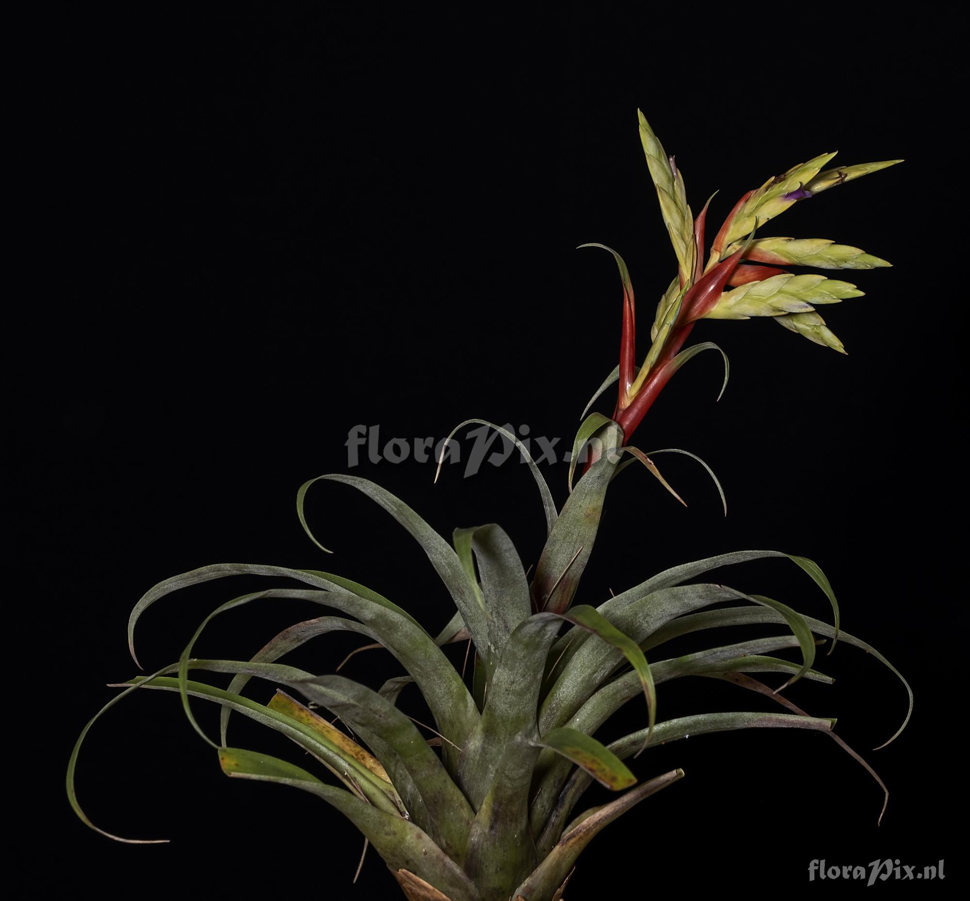 Tillandsia confertiflora