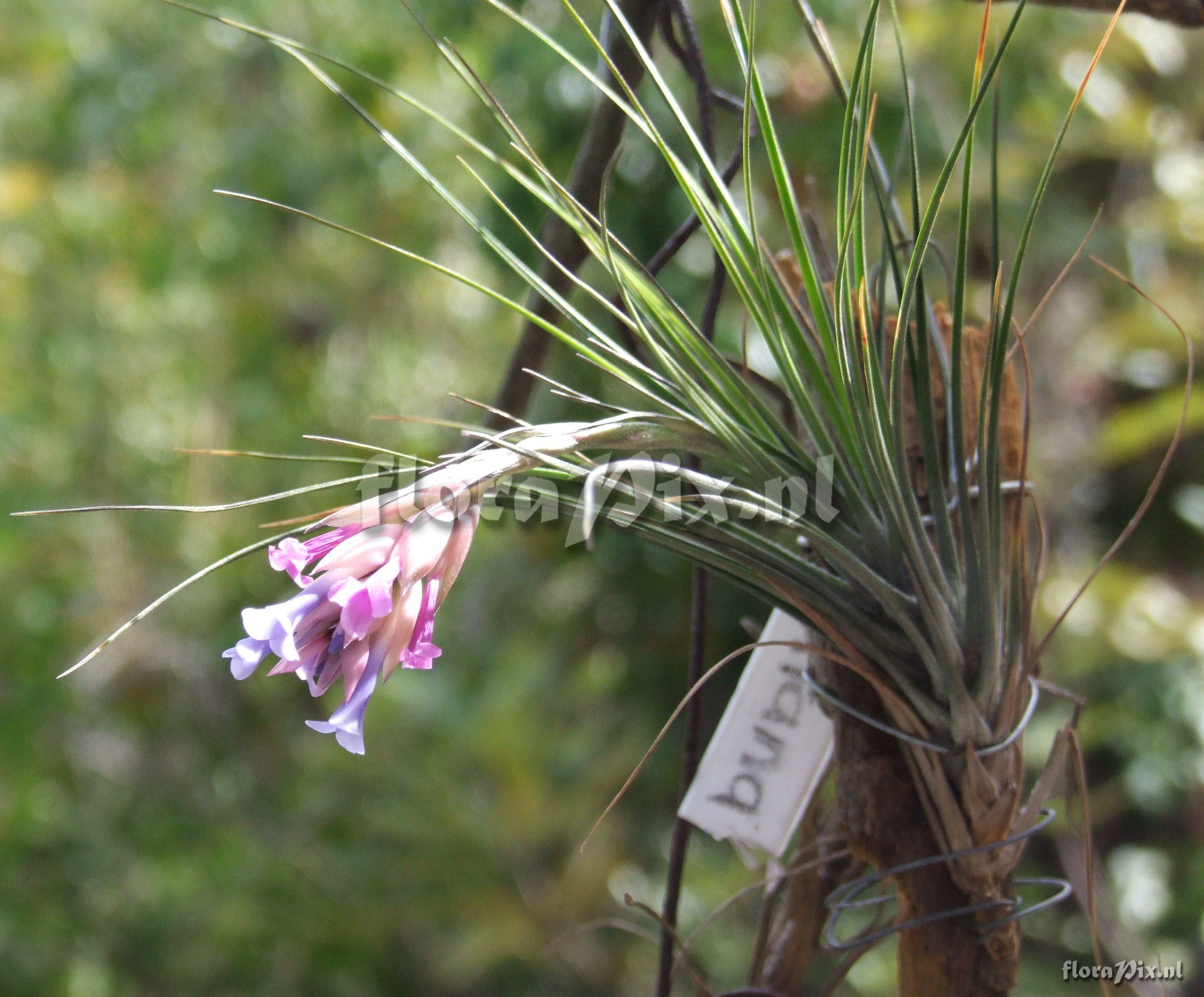 Tillandsia montana