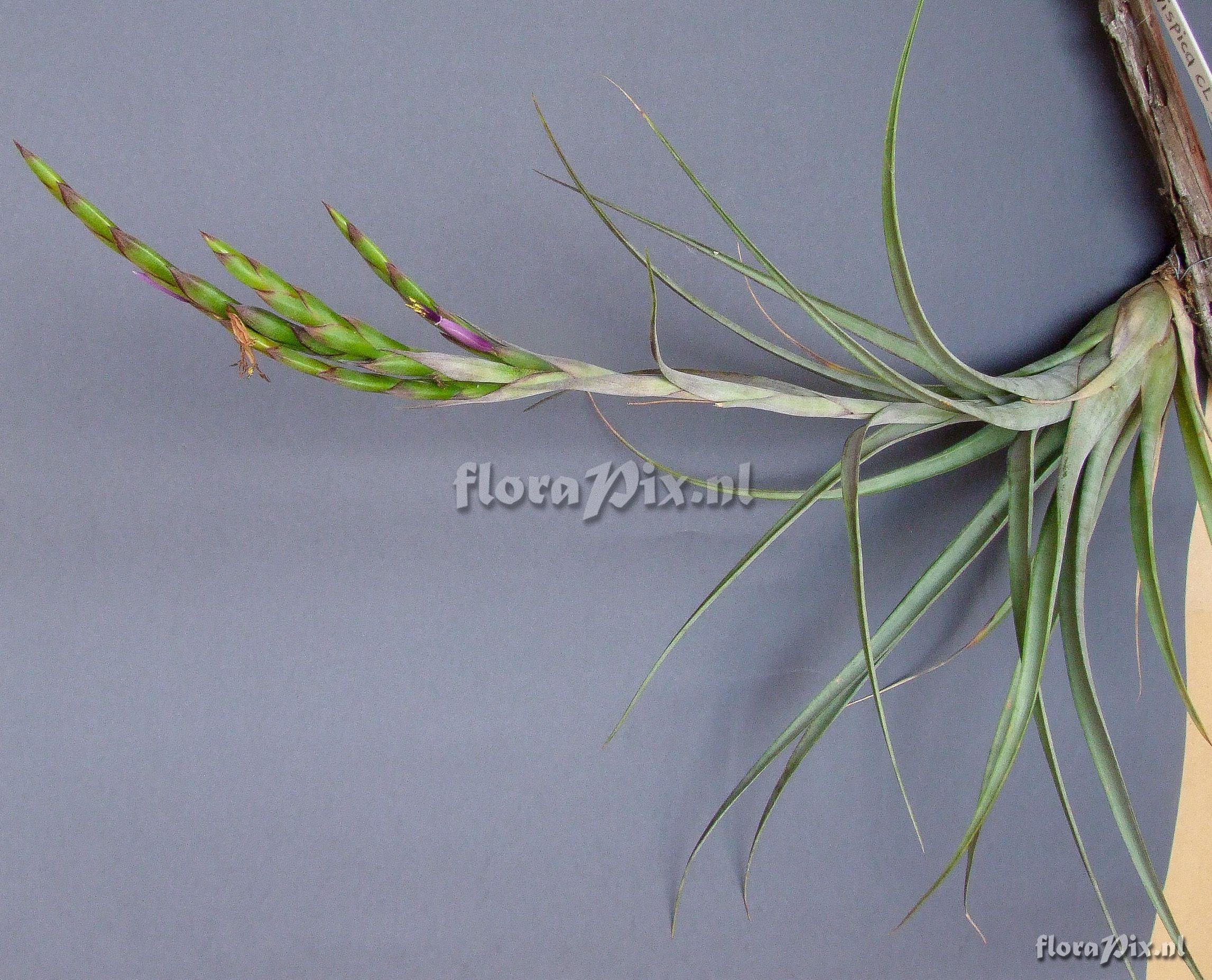 Tillandsia parvispica