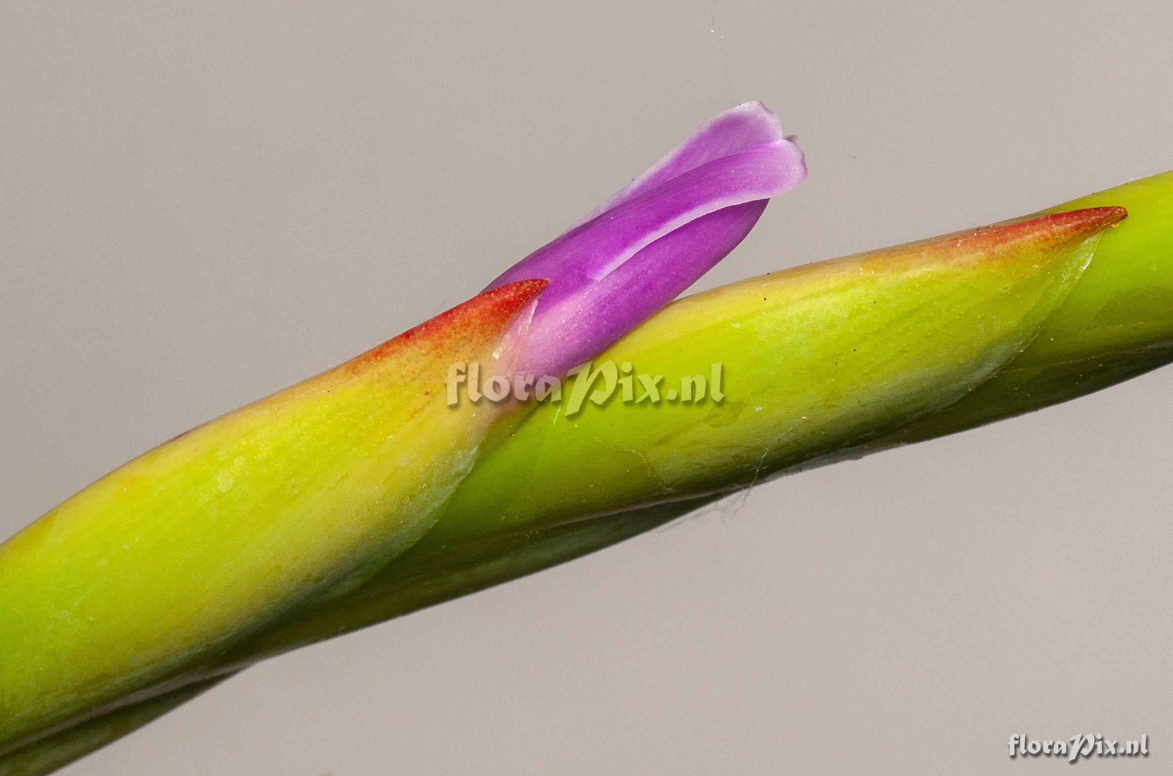 Tillandsia roezlii