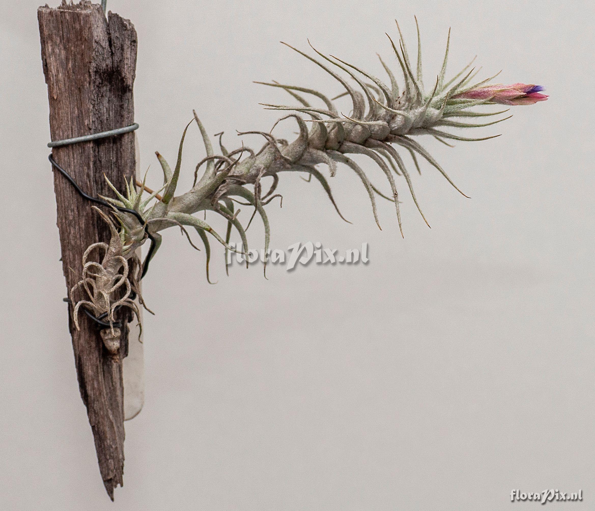 Tillandsia stellifera