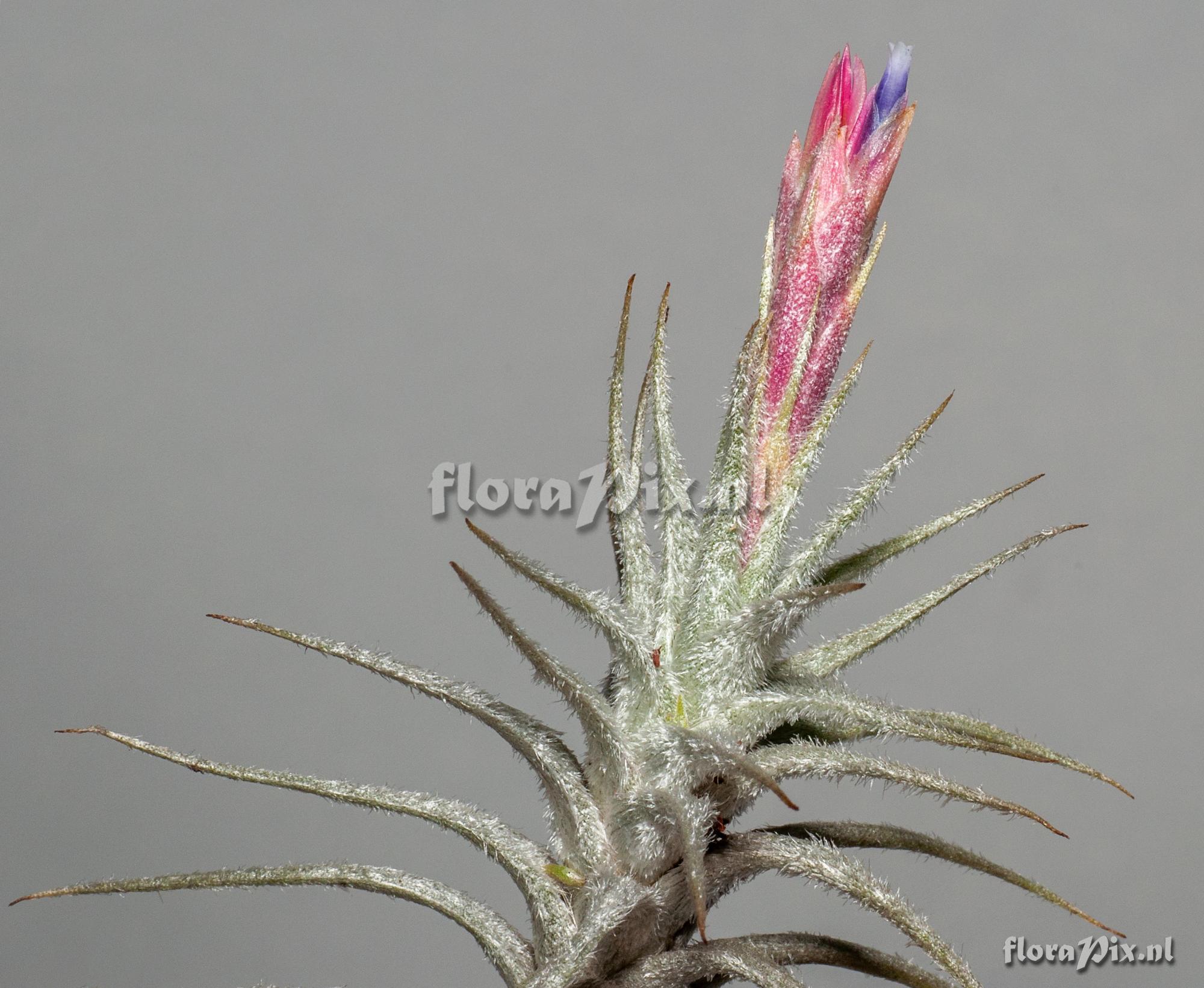 Tillandsia stellifera