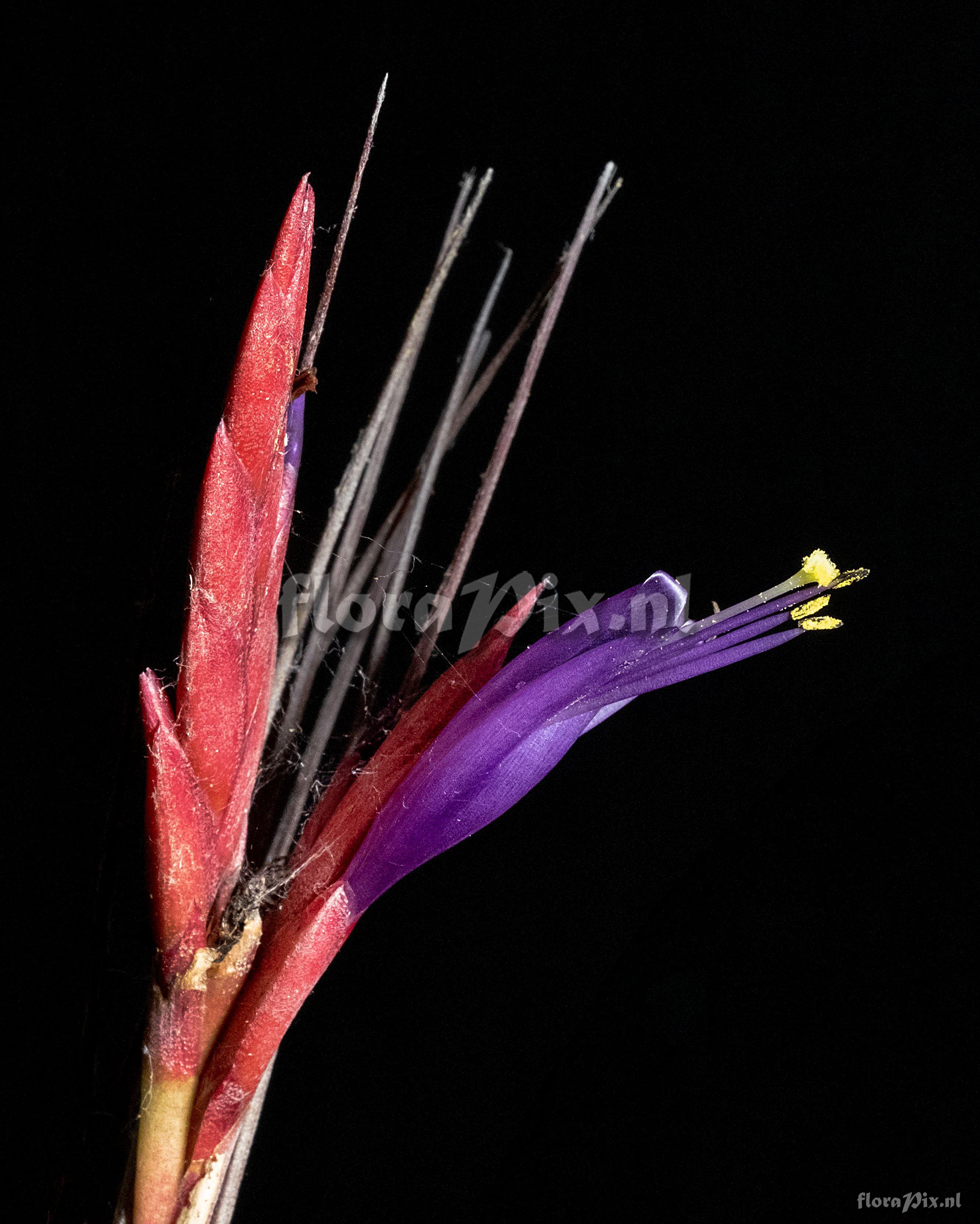 Tillandsia simulata