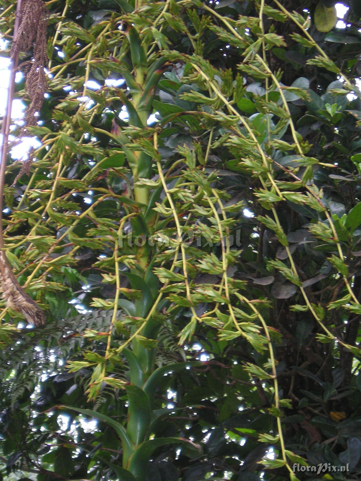 Glomeropitcairnia penduliflora