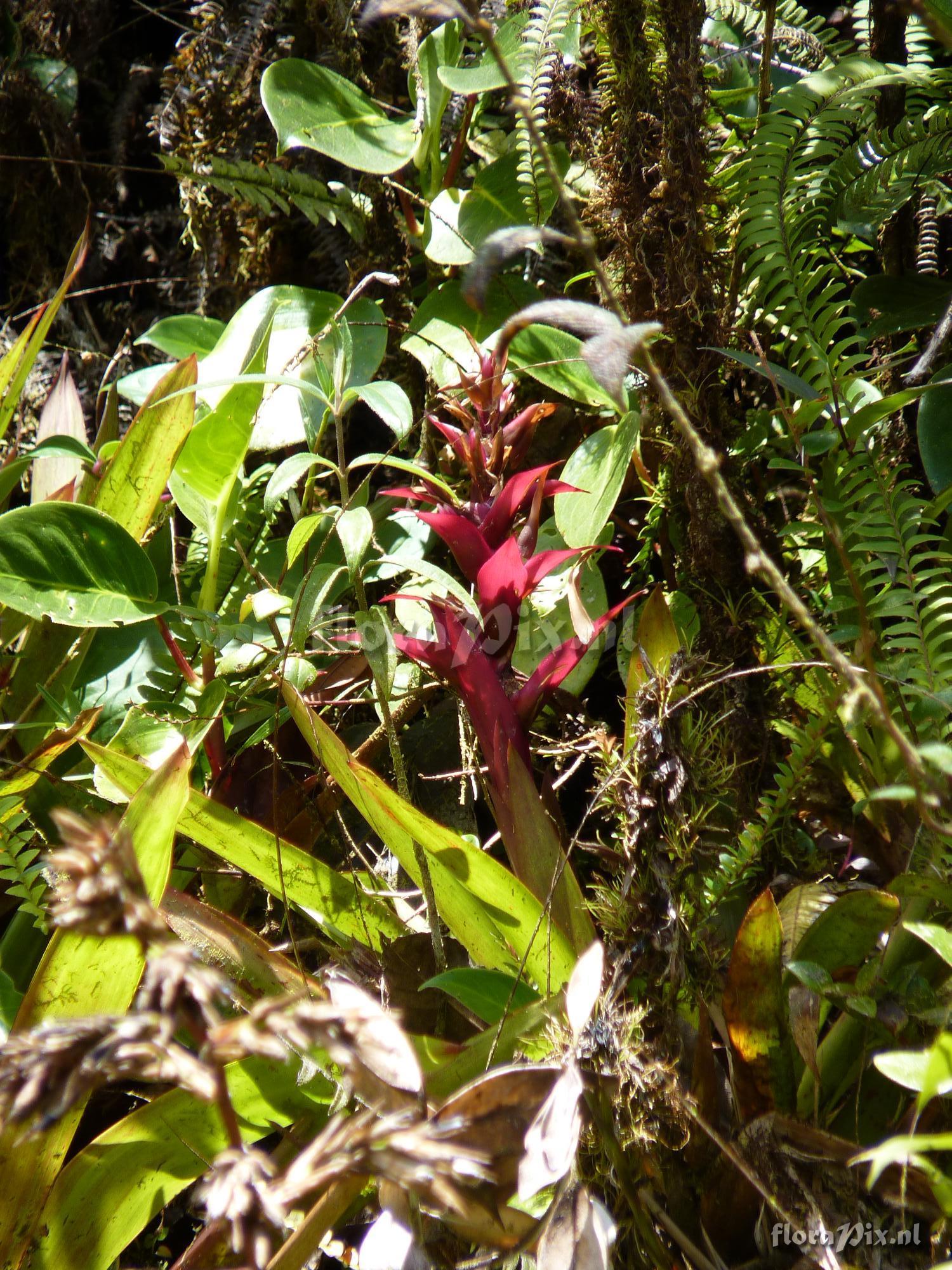 Mezobromelia verecunda