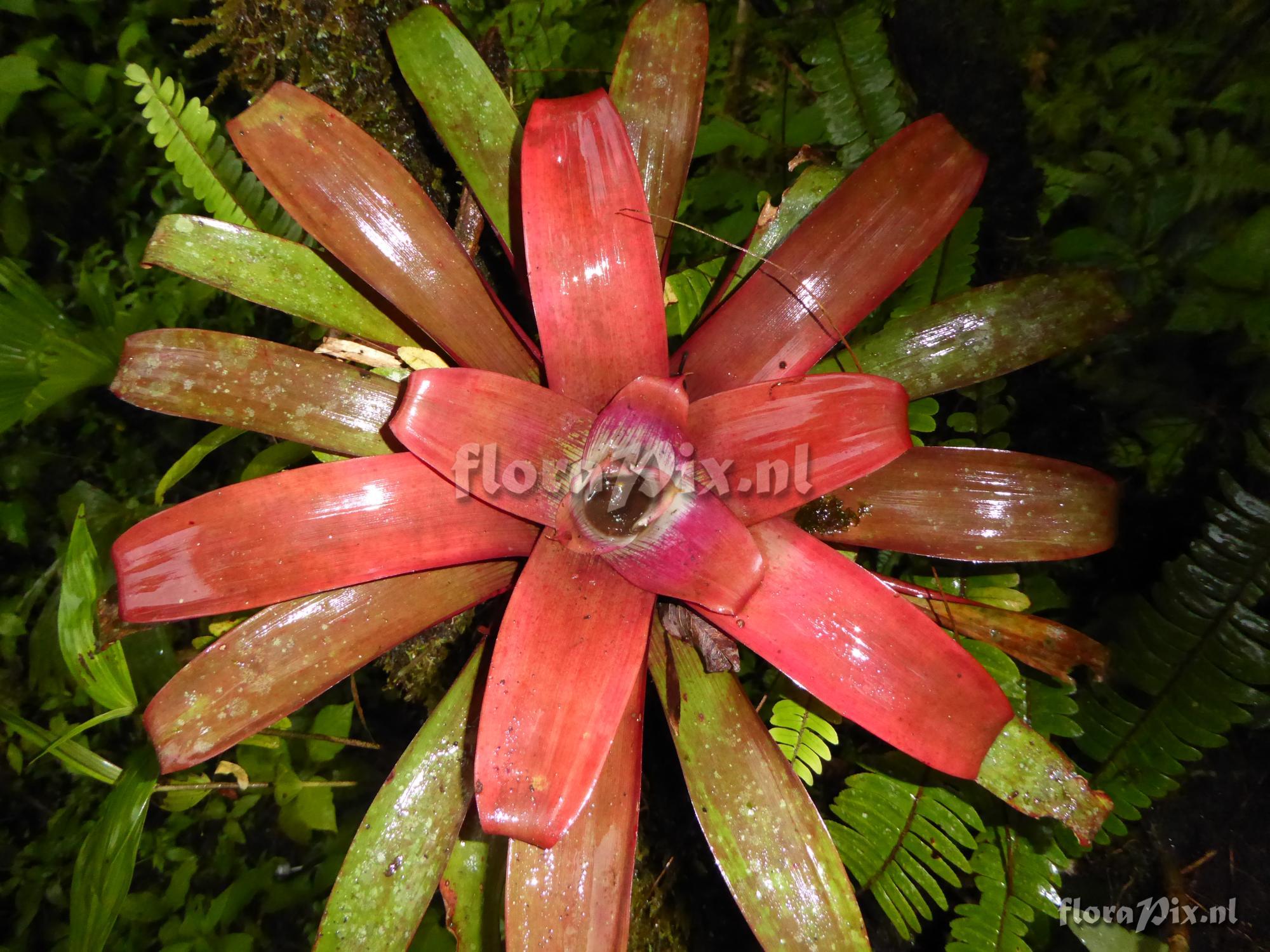 Guzmania sanguinea var. brevipedicellata