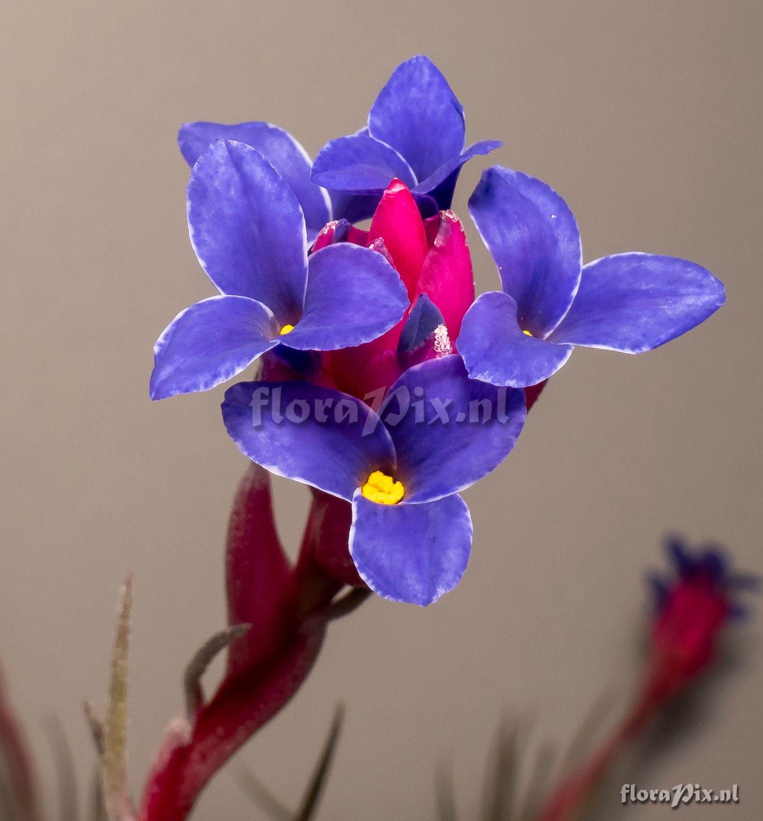 Tillandsia aeranthos