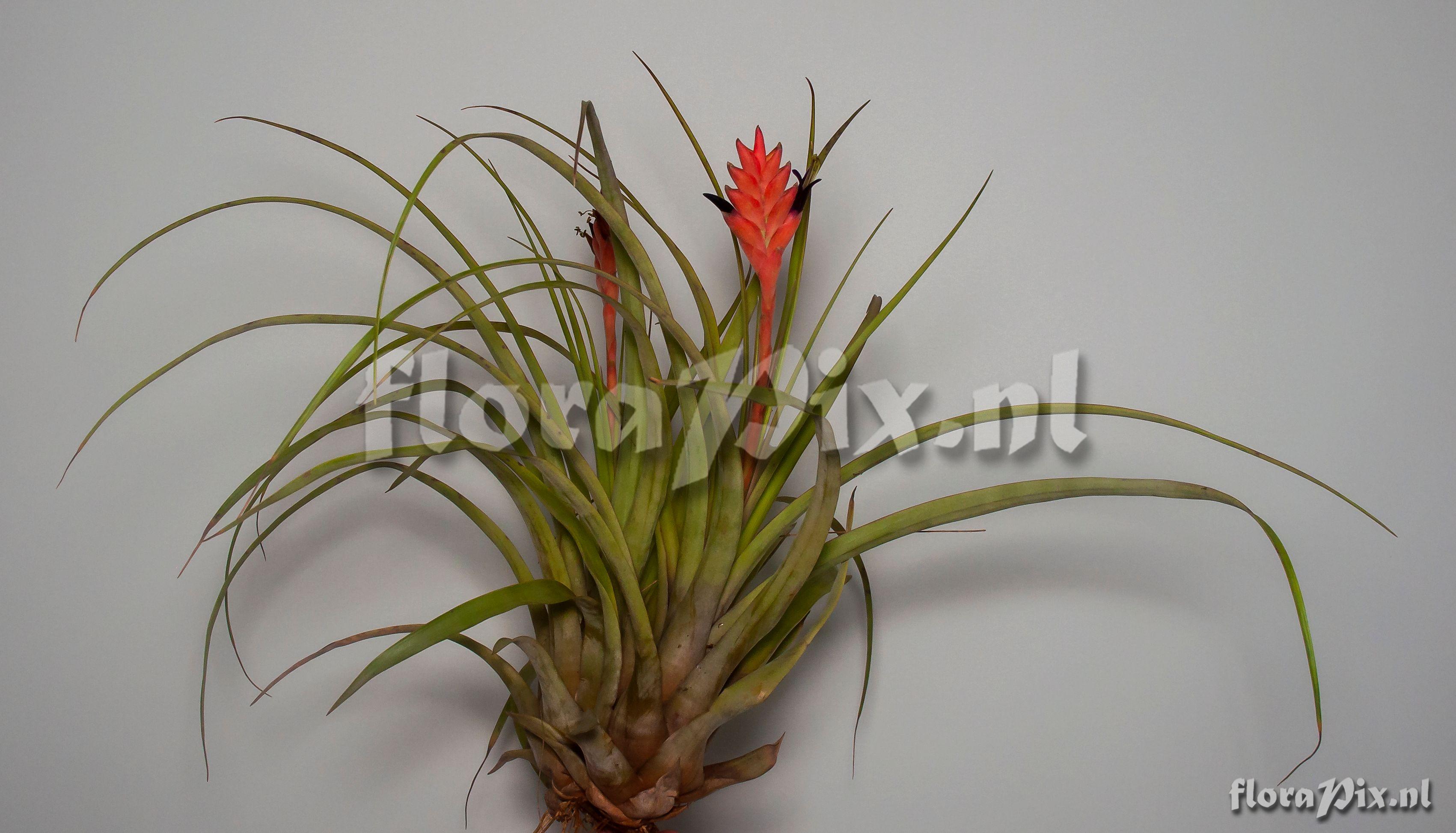 Tillandsia barclayana var. minor