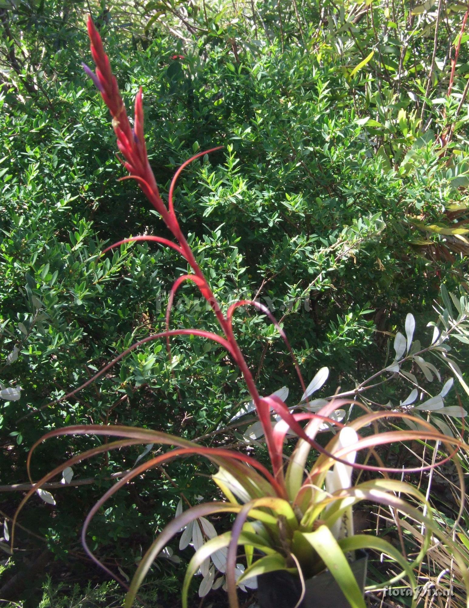 Tillandsia belloensis