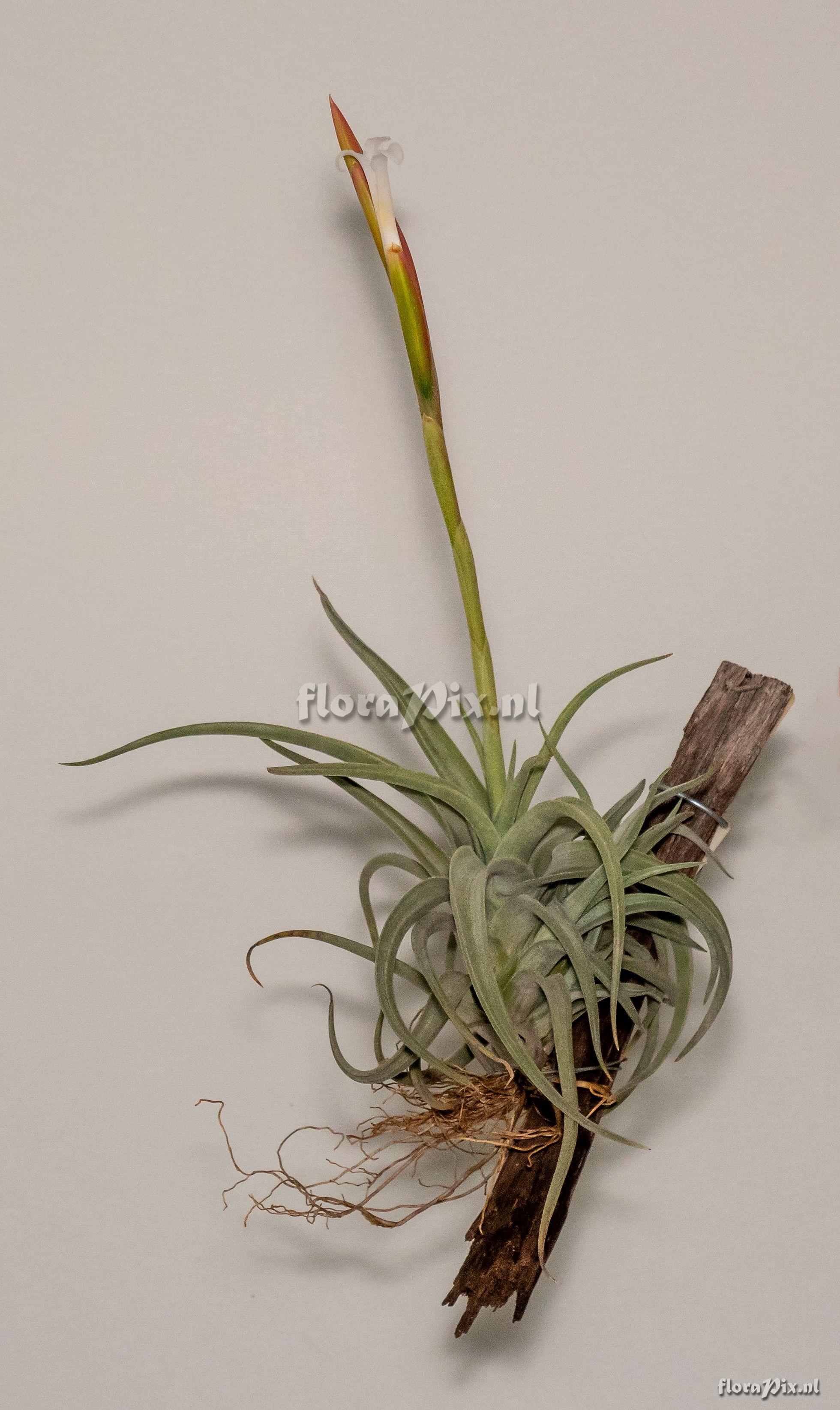 Tillandsia bermejoensis