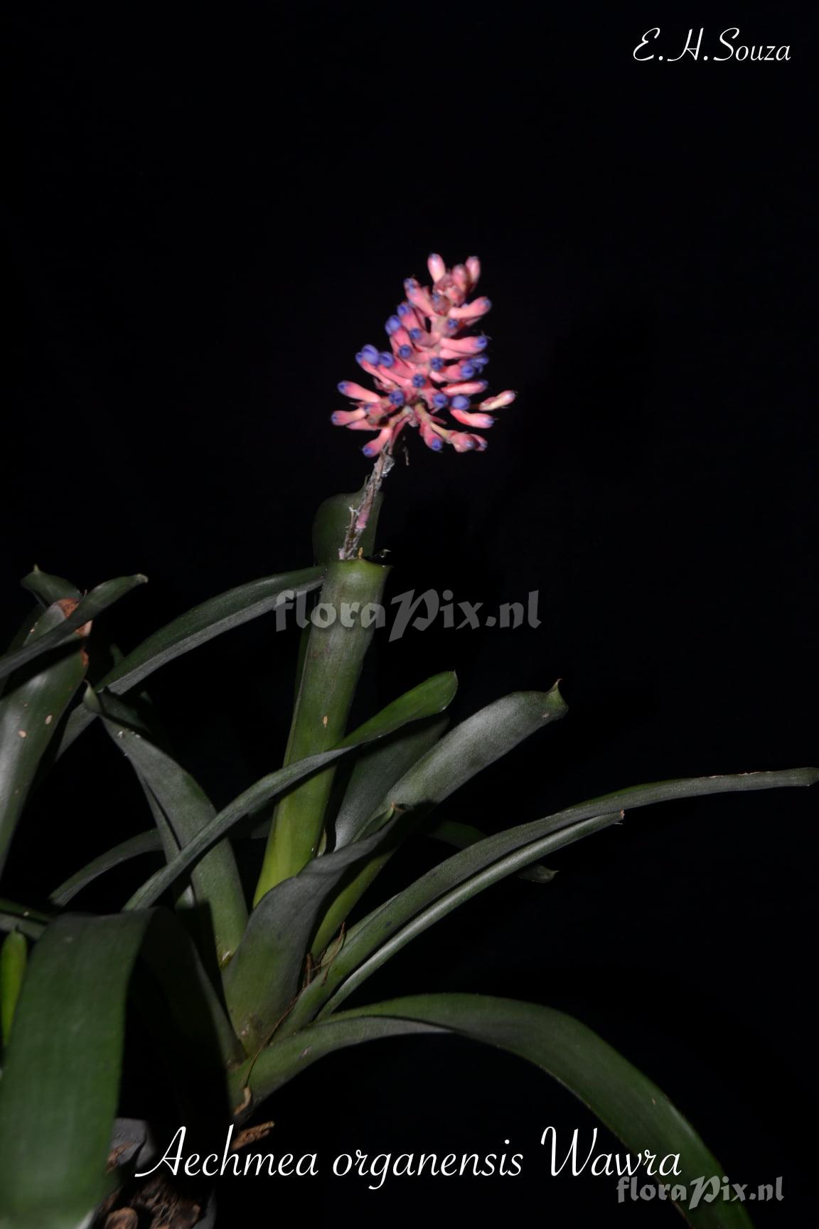 Aechmea organensis