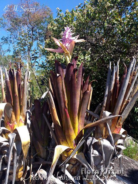 Aechmea bahiana