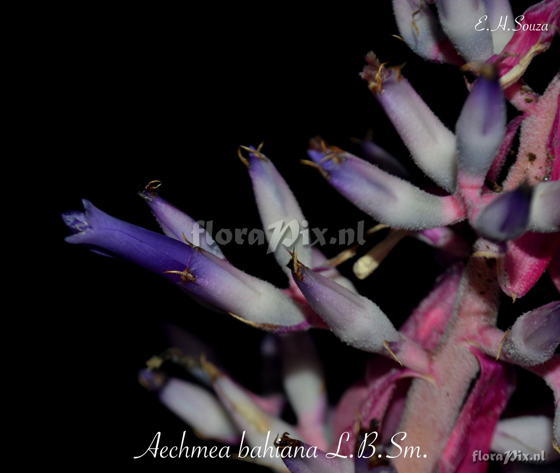 Aechmea bahiana