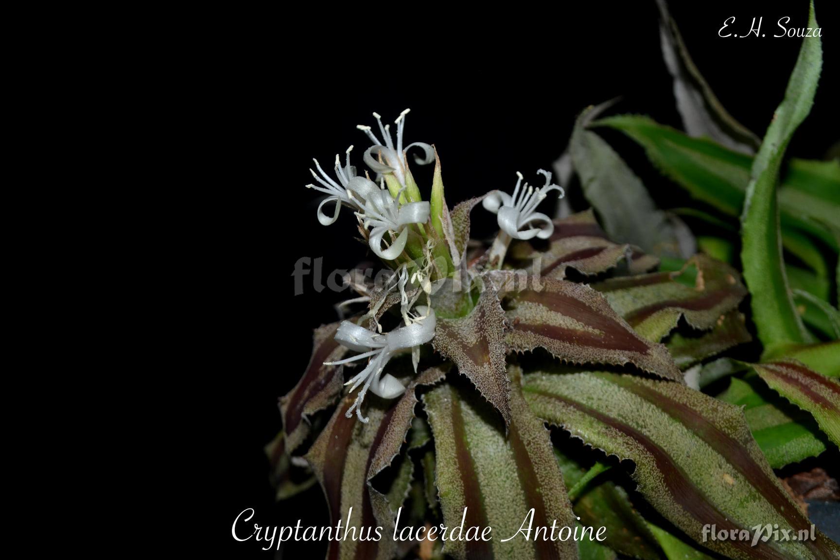 Cryptanthus lacerdae