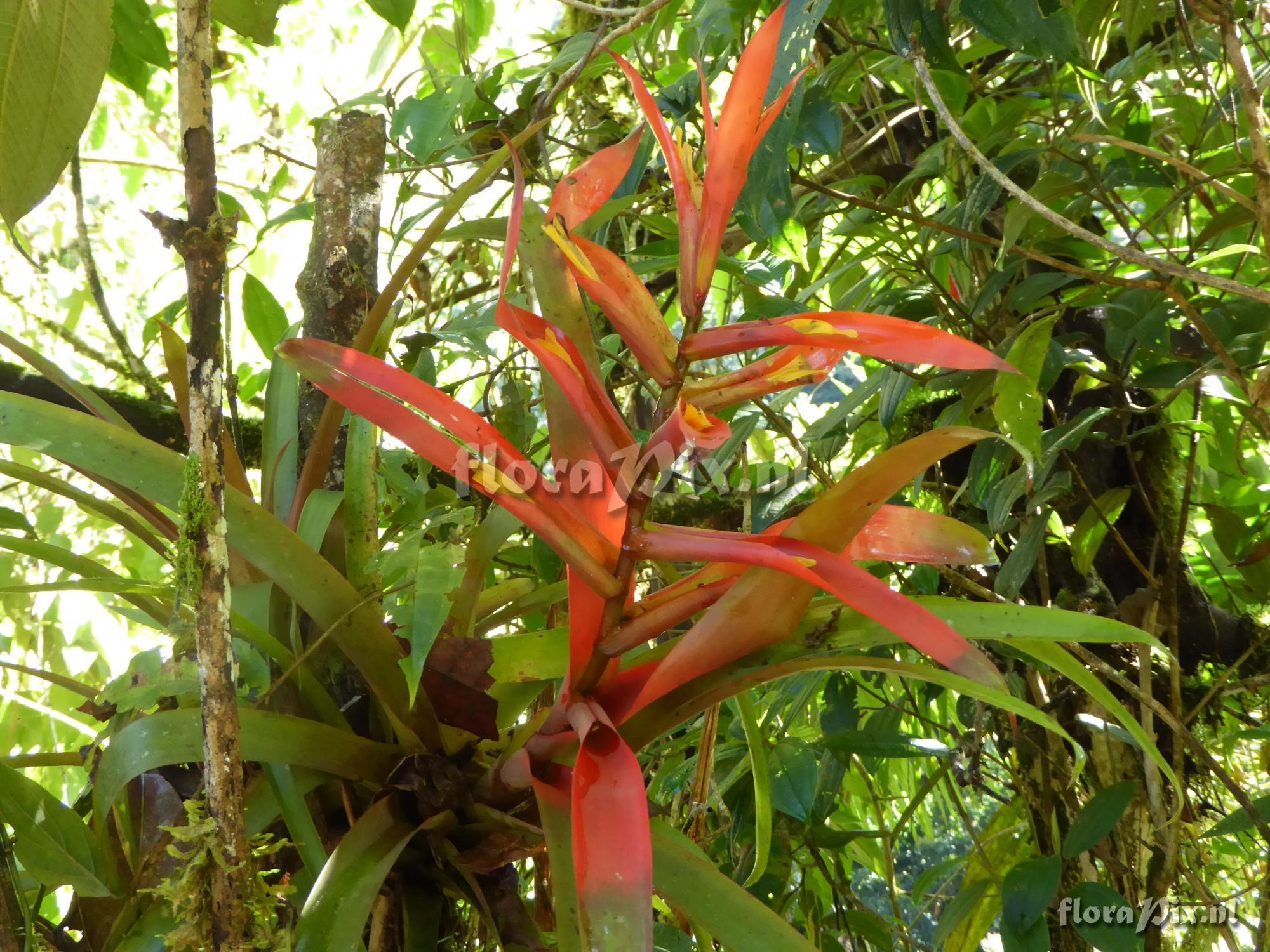 Guzmania wittmackii