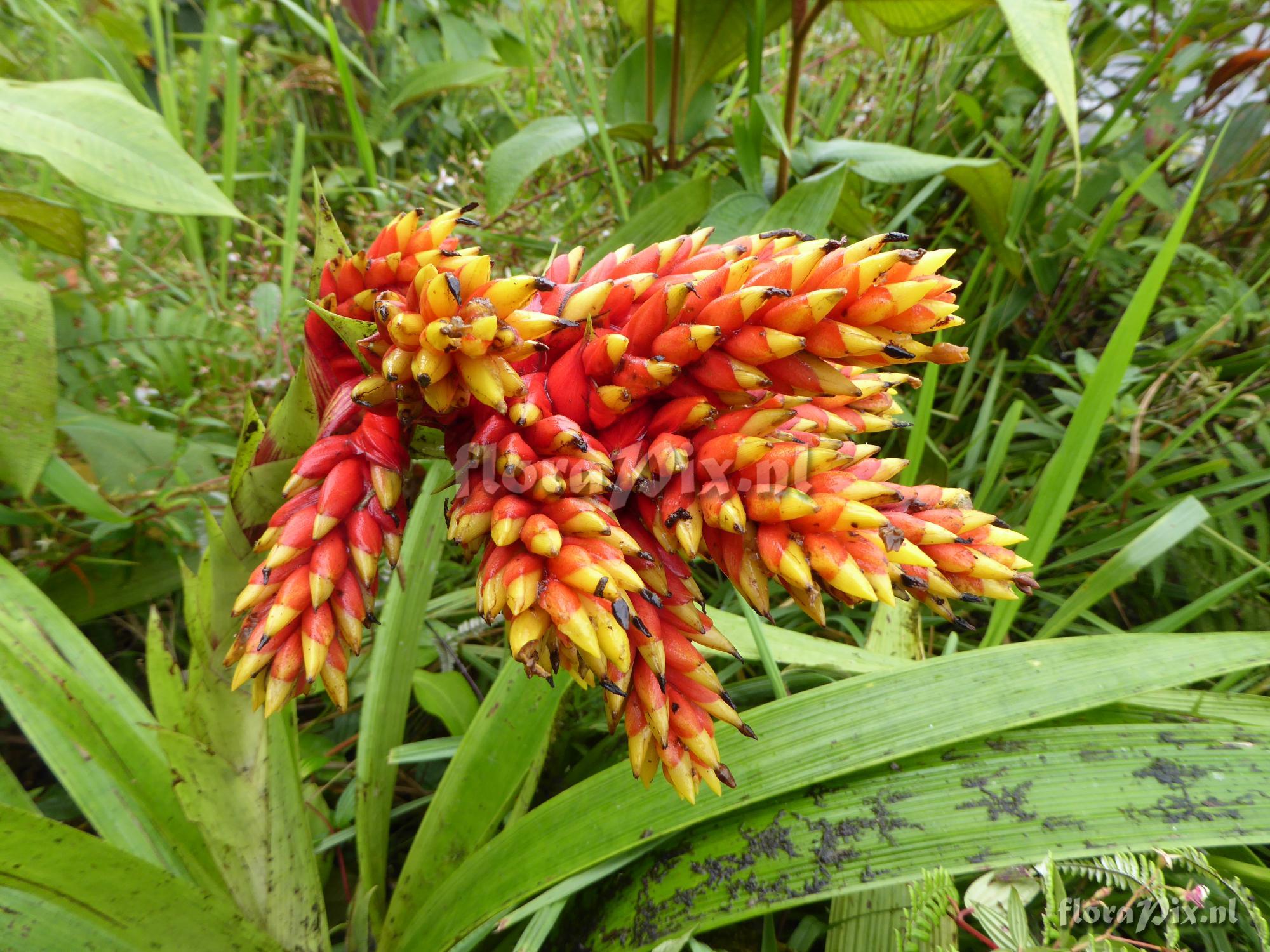 Guzmania rubrolutea