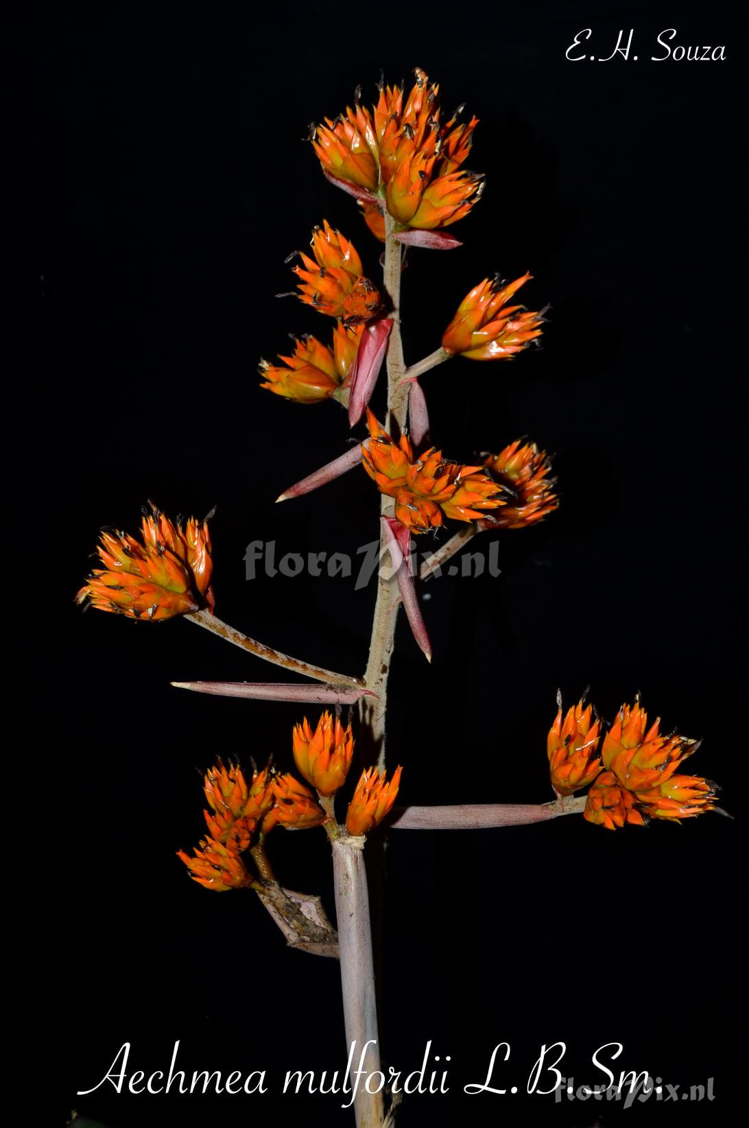 Aechmea mulfordii