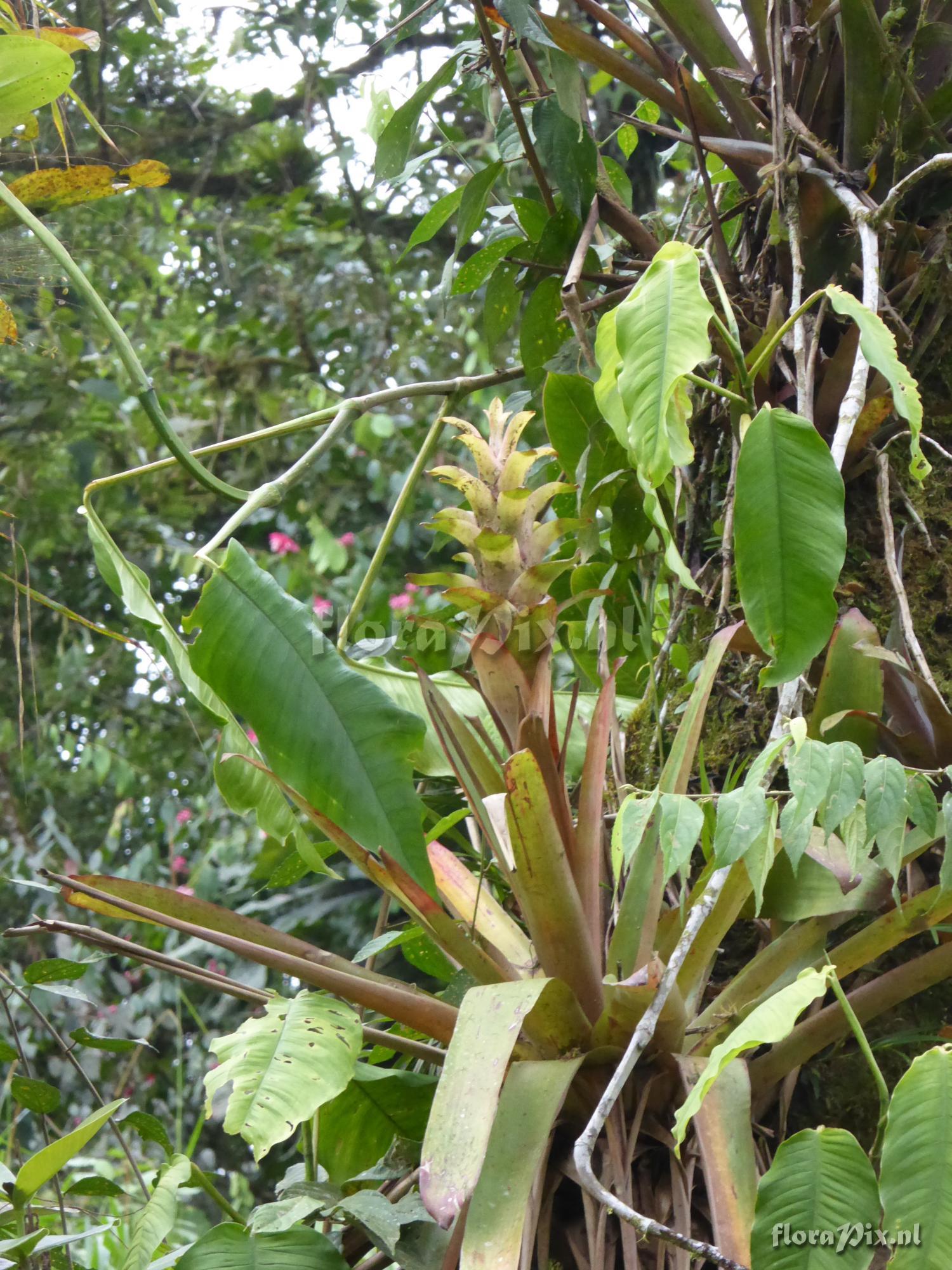 Guzmania anae